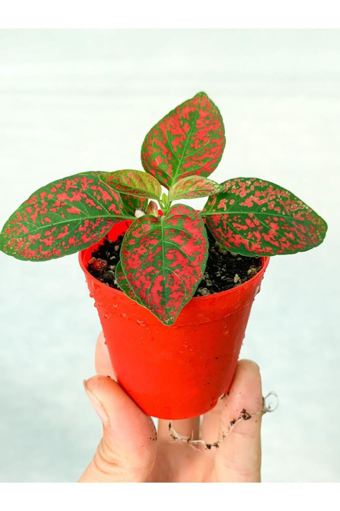 Hypoestes Hostes Fittonia Çiçeği Çilli Kırmızı 10-20 Cm