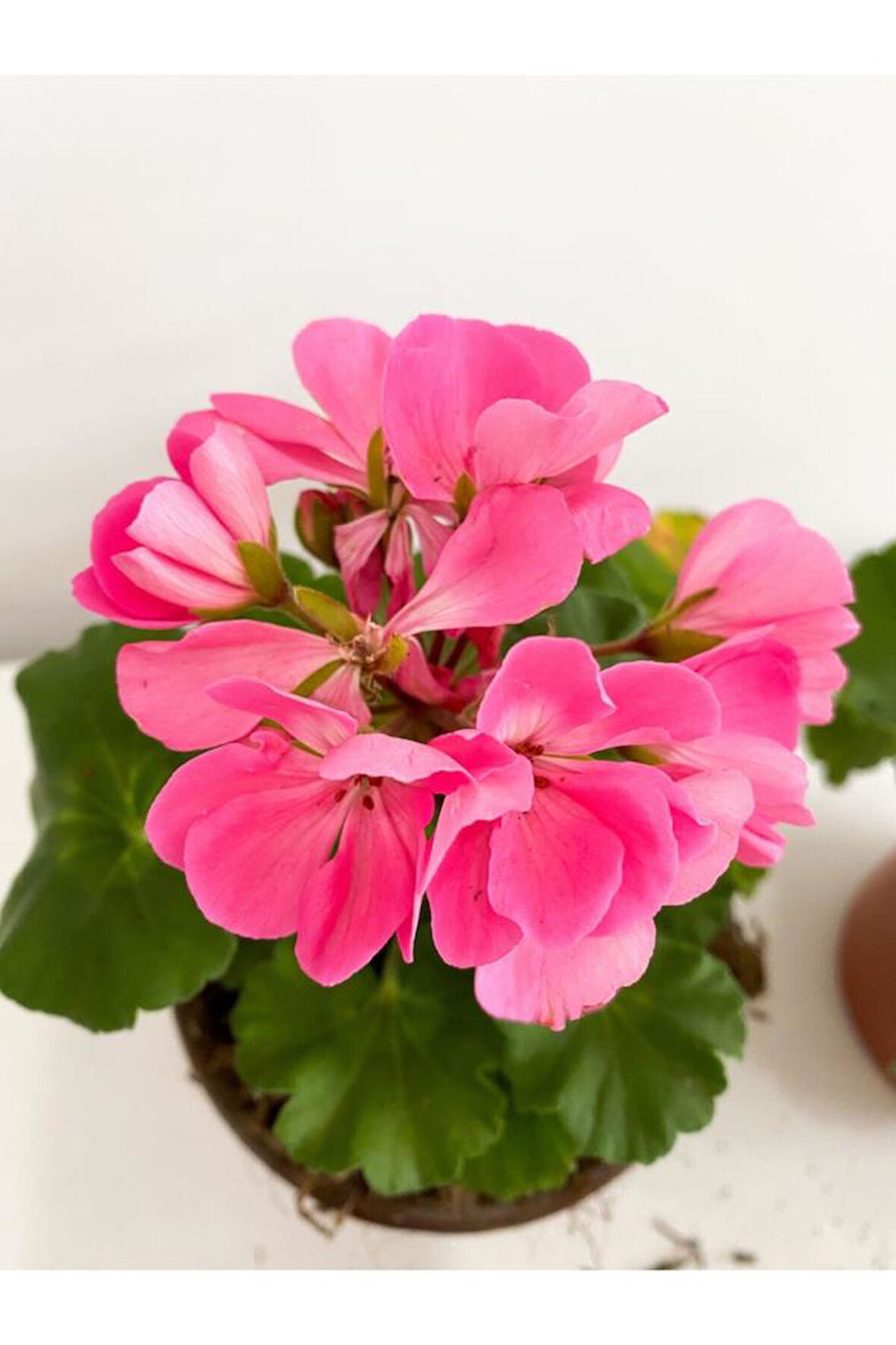 Sardunya Pembe Sarkan Sardunya Pembe Saksılı 10-20 cm