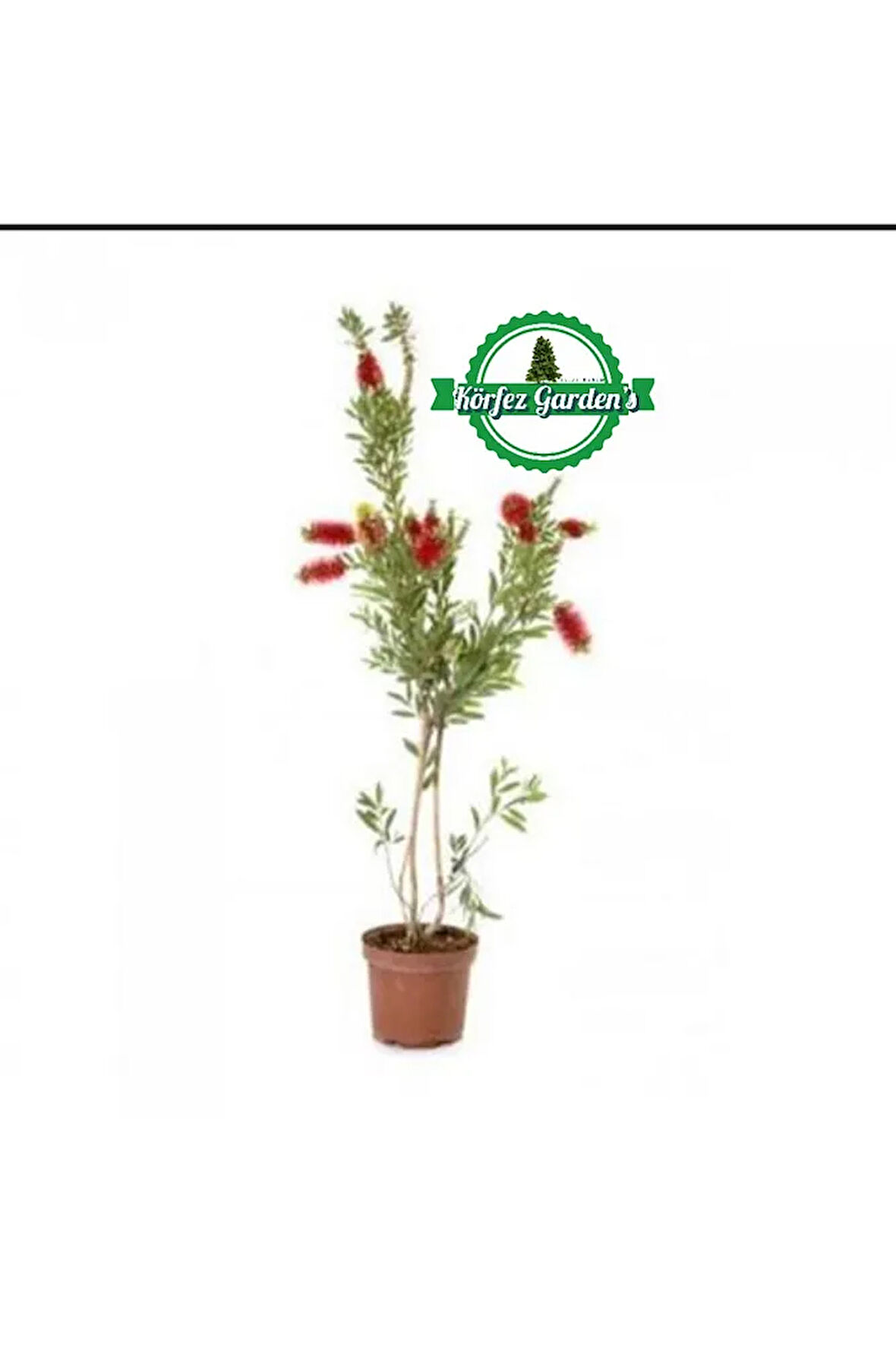 Fırça Çalısı 1 Mt- 1.10 Mt