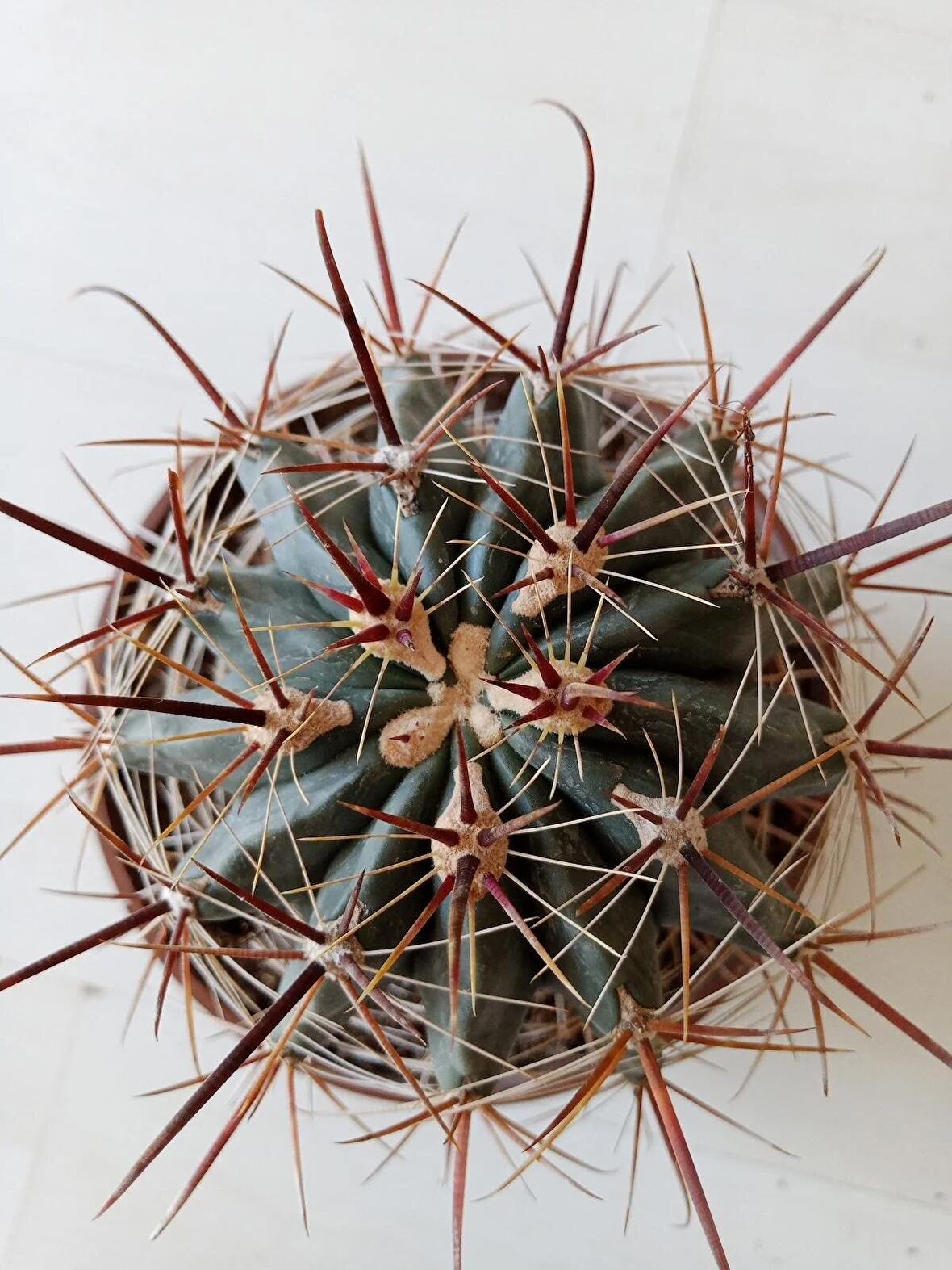 Ferrocactus latispinus 