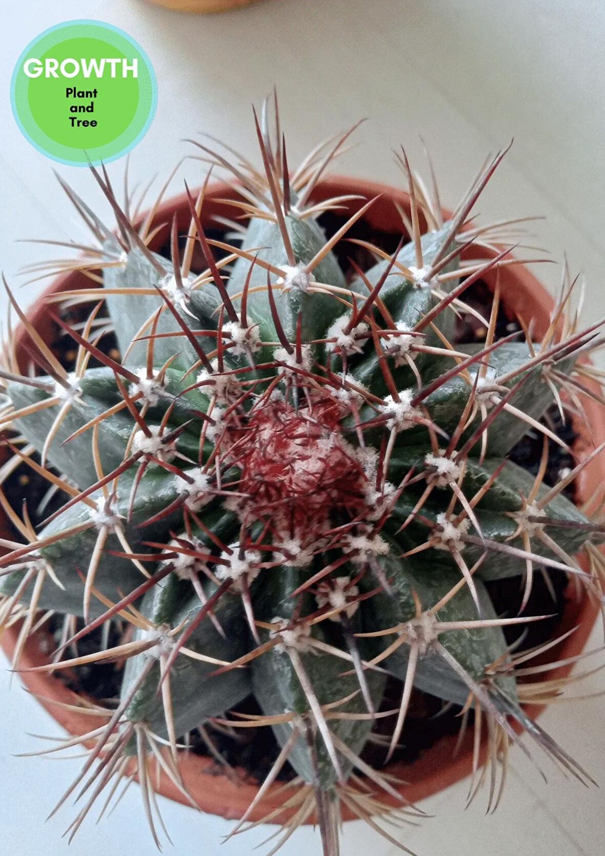 Ferrocactus Latispinus