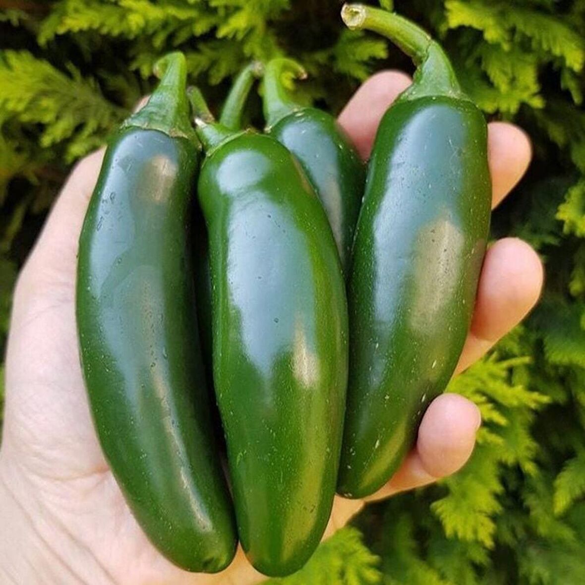 Aktif Jalapeno Zehir Gibi  Acı Biber Fidesi (5 adet)