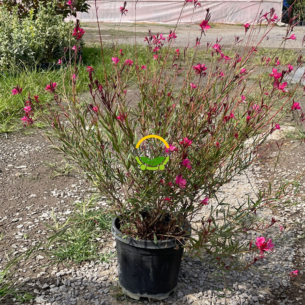 Gaura Çalısı 'Gaura lindhemeria'