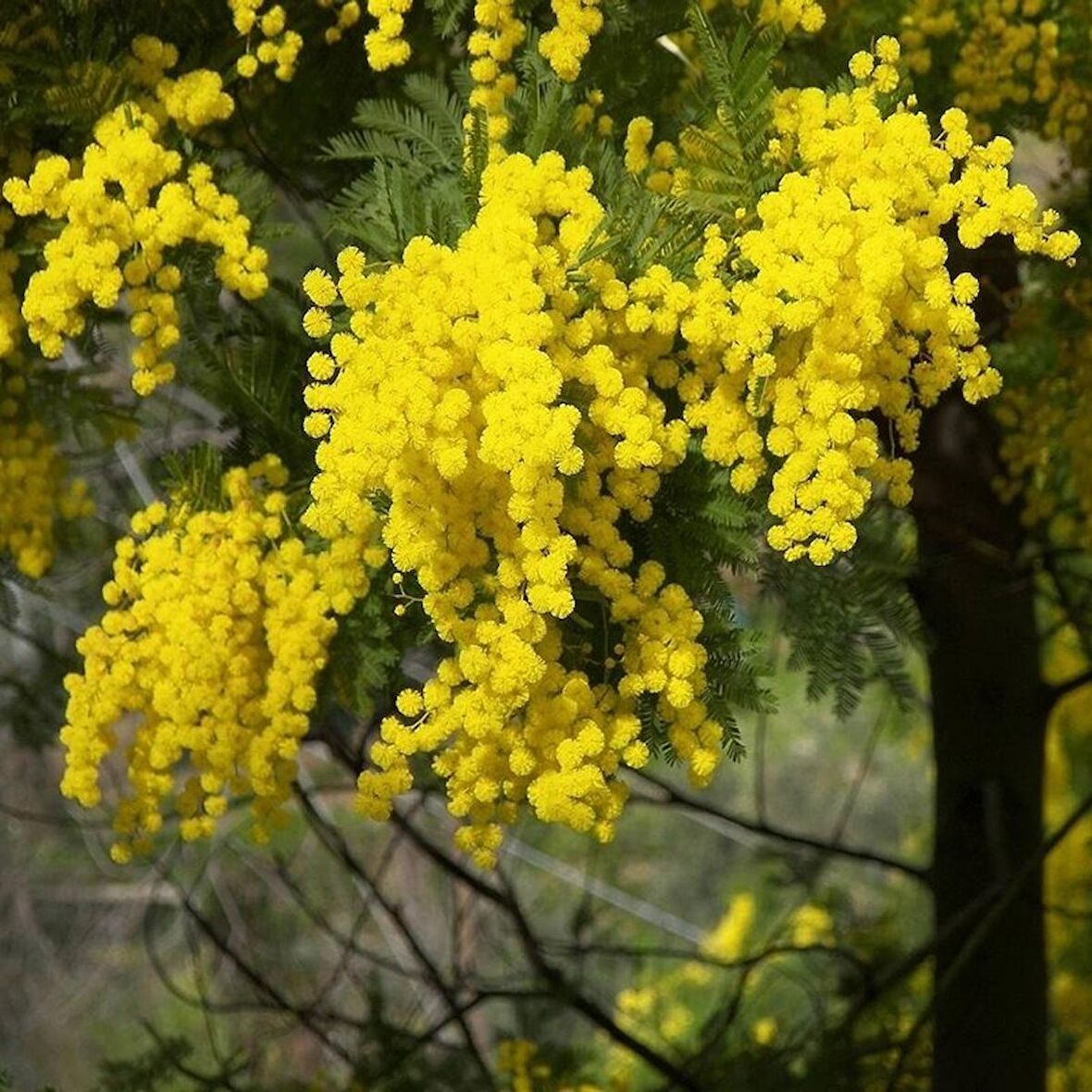 3 Yaş Mimoza Ağacı Fidanı - Gümüşi akasya (Acacia dealbata)