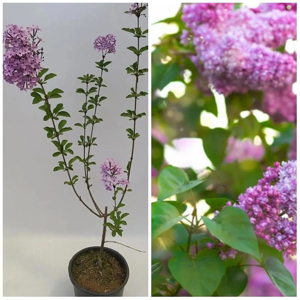 Leylak Çiçeği Fidanı 1 Adet + 1 Adet Oya Çiçeği Fidanı 30-60 cm