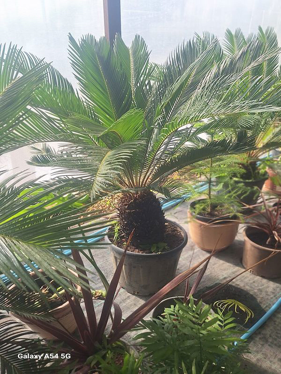 Cycas Revoluta-Sikas - Japon Sago Palmiyesi - Gövde Boyu 60-80 Cm