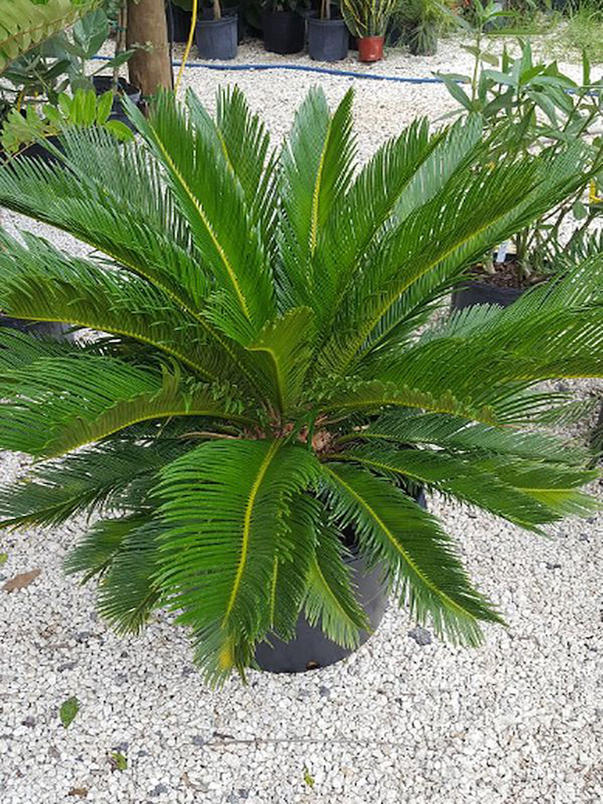 Formlu Cycas Revoluta - Sikas Japon Sago Palmiyesi 80-100cm Canlı İç Dış Mekan Bitkisi 