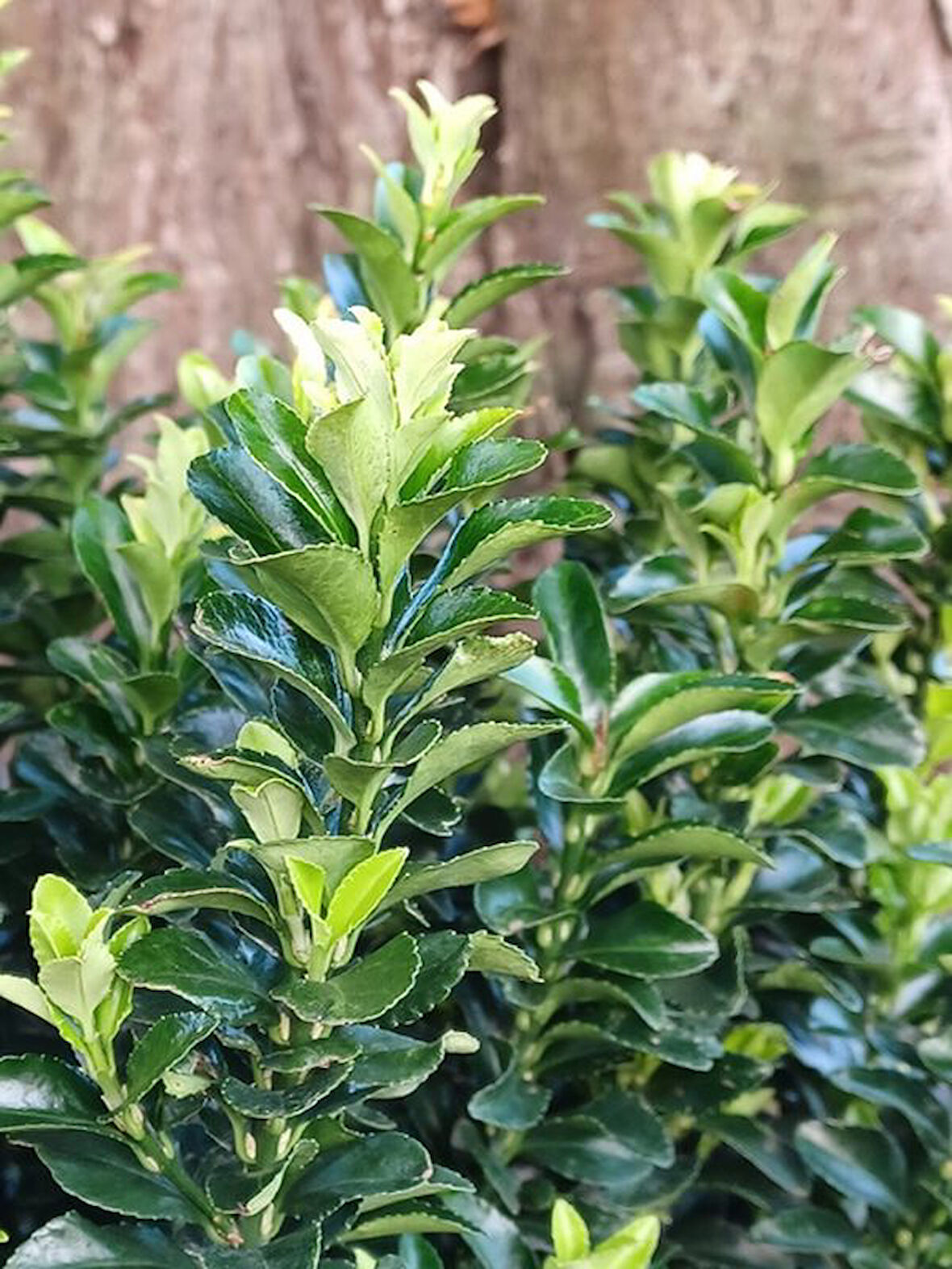 Yeşil Taflan Çiçeği Euonymus Japonicus 1 ADET Saksılı 20-40cm 