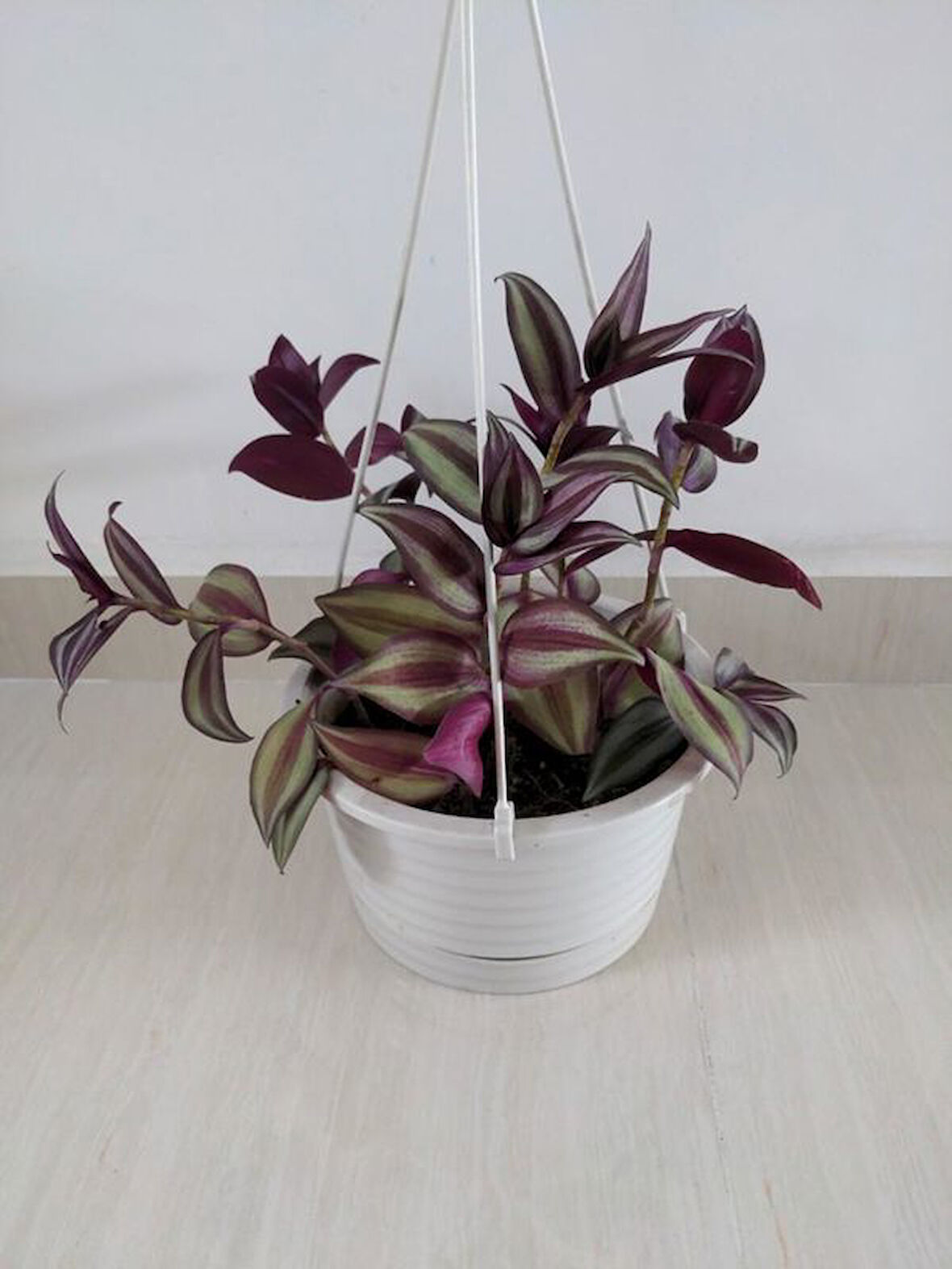 Mor Alacalı Zebra Yapraklı Telgraf Çiçeği 1 ADET Saksılı 30-50cm