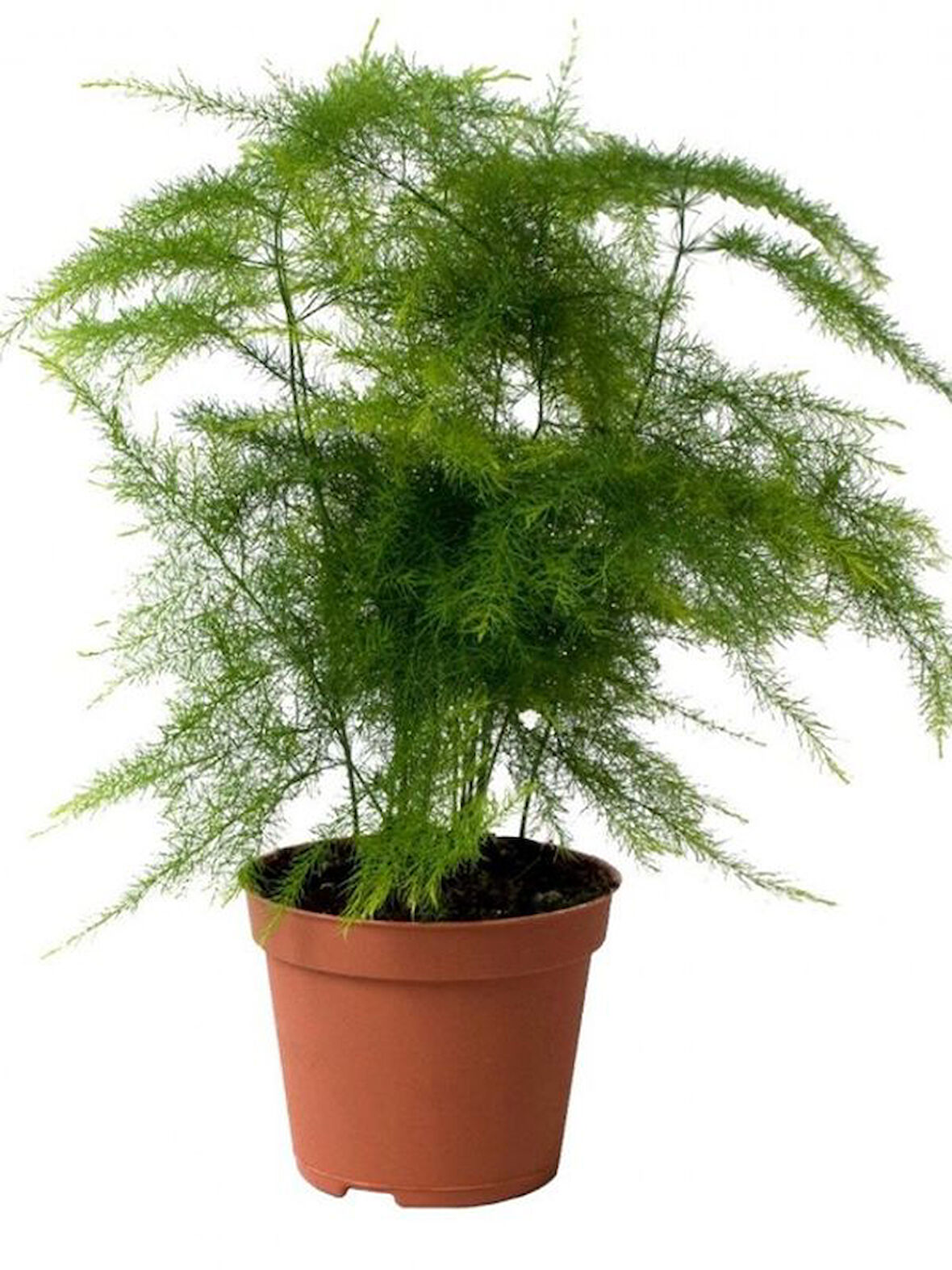 Tül Kuşkonmaz Çiçeği 1 ADET Saksılı 15-30cm Asparagus Setaceus