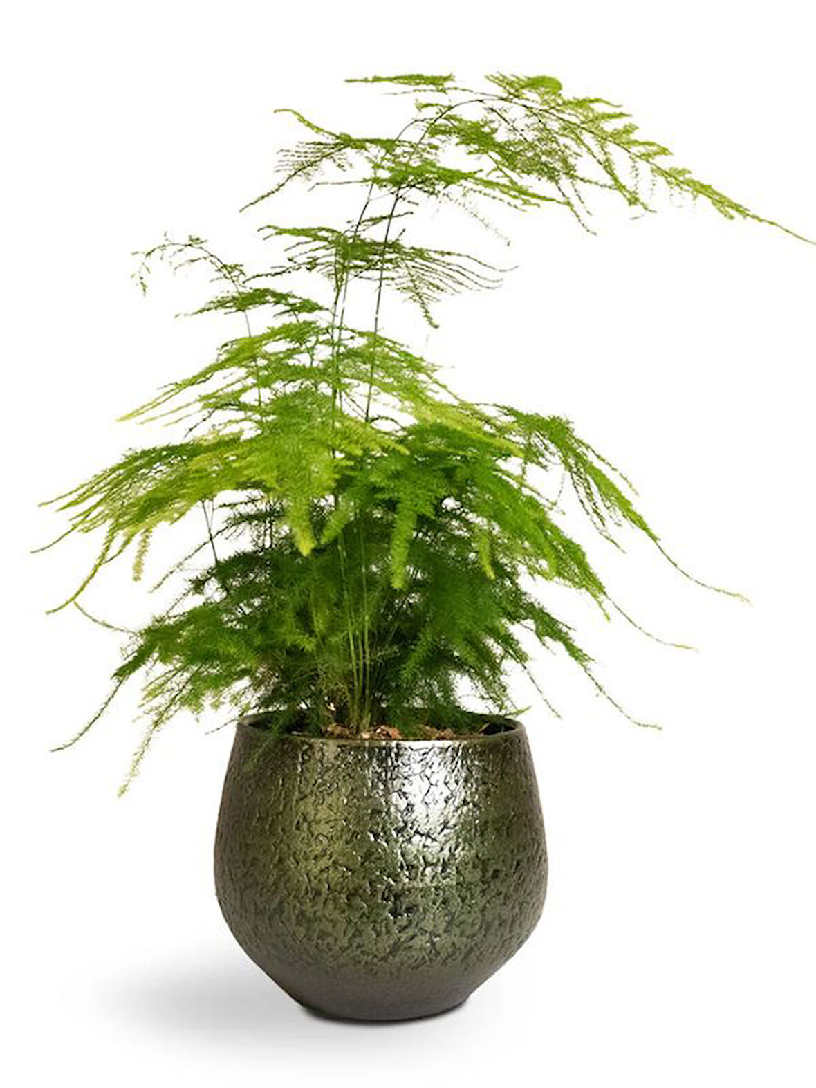 Dekoratif Salon çiçeği Asparagus Setaceus Tül Kuşkonmaz Çiçeği 10-30CM 