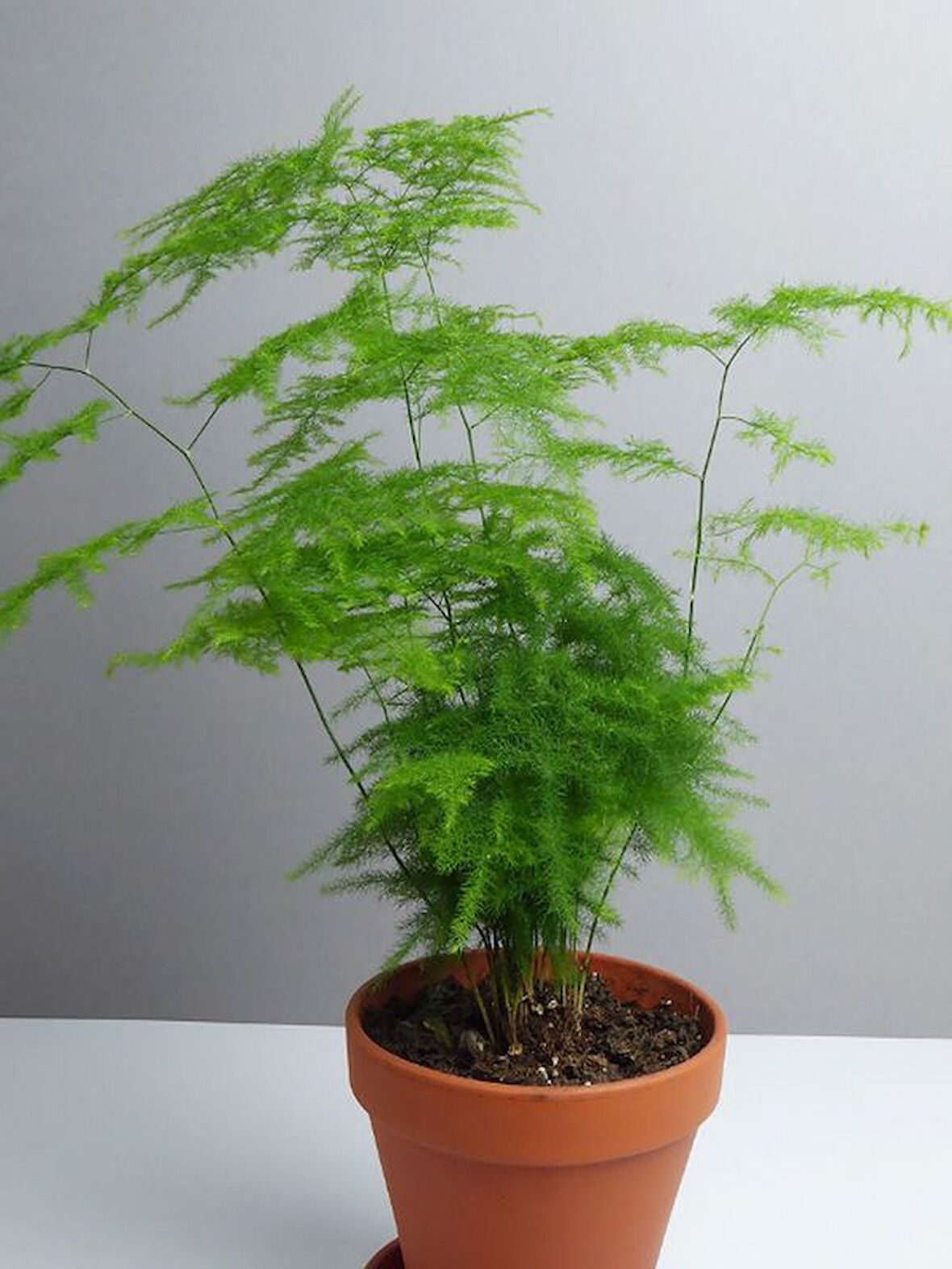 Yabani Tül Kuşkonmaz Çiçeği 1 ADET Saksılı 15-30cm (Asparagus Setaceus)