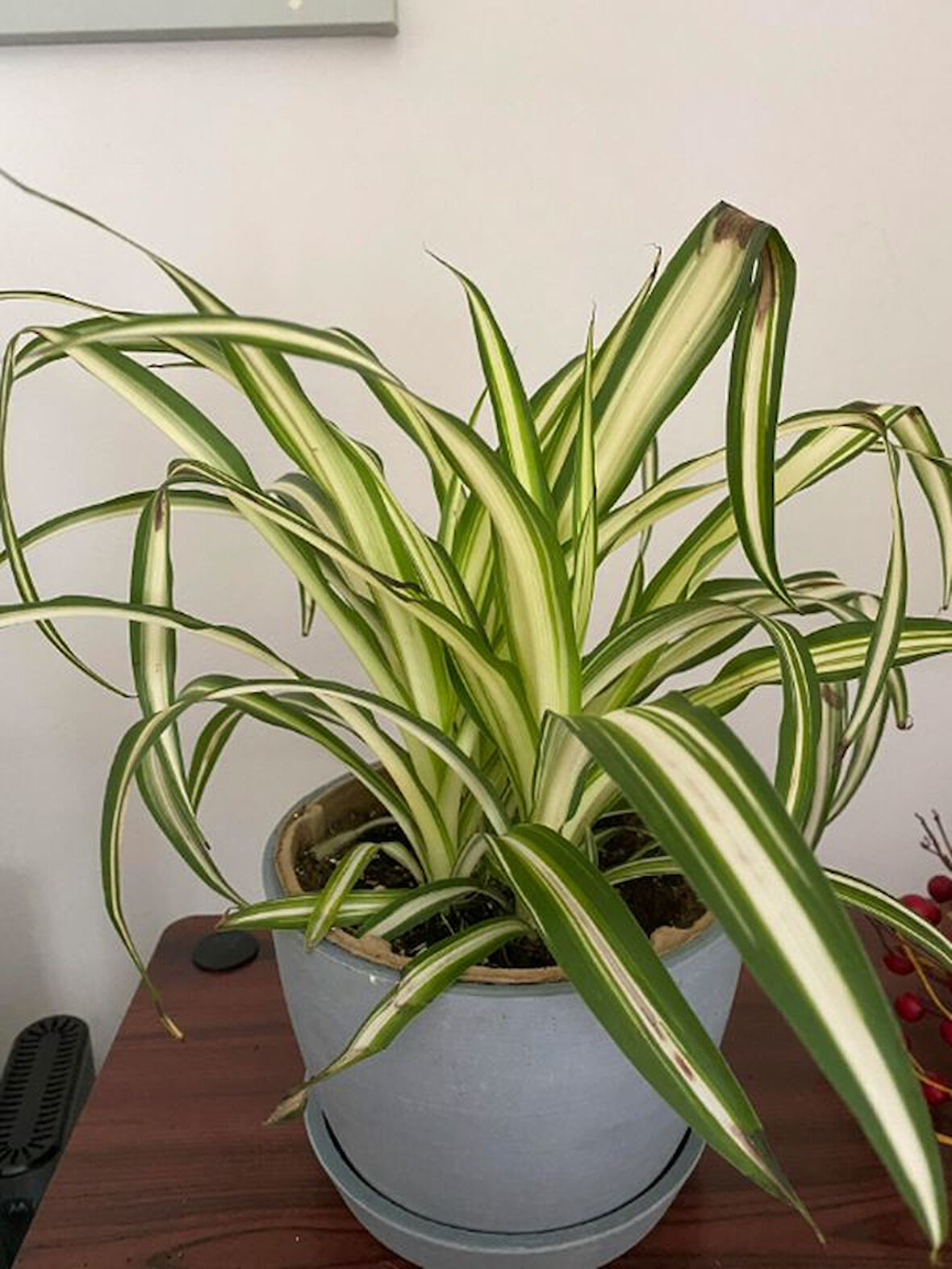 Kurdele Çiçeği 1 ADET Saksılı Chlorophytum Comosum Salon Çiçeği