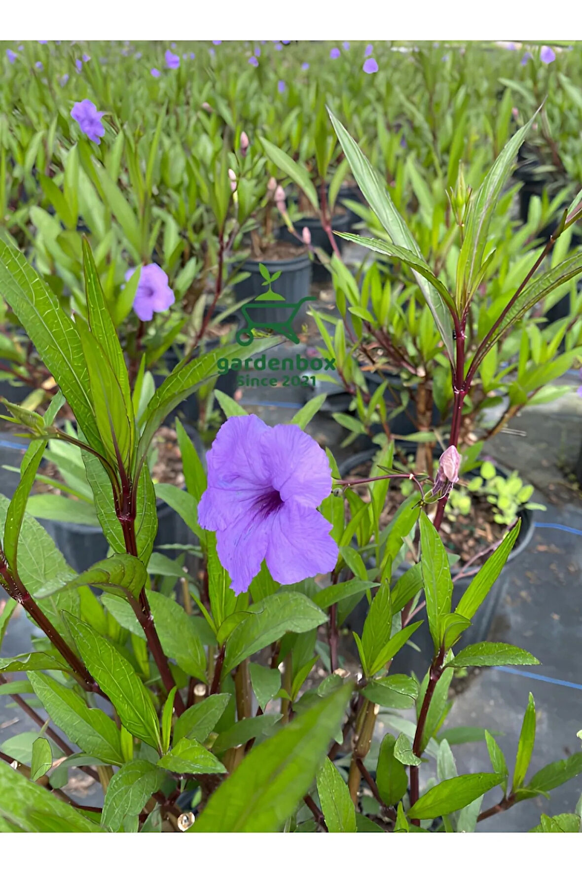 Meksika Petunyası Ruelya 30-60Cm (Ruellia)