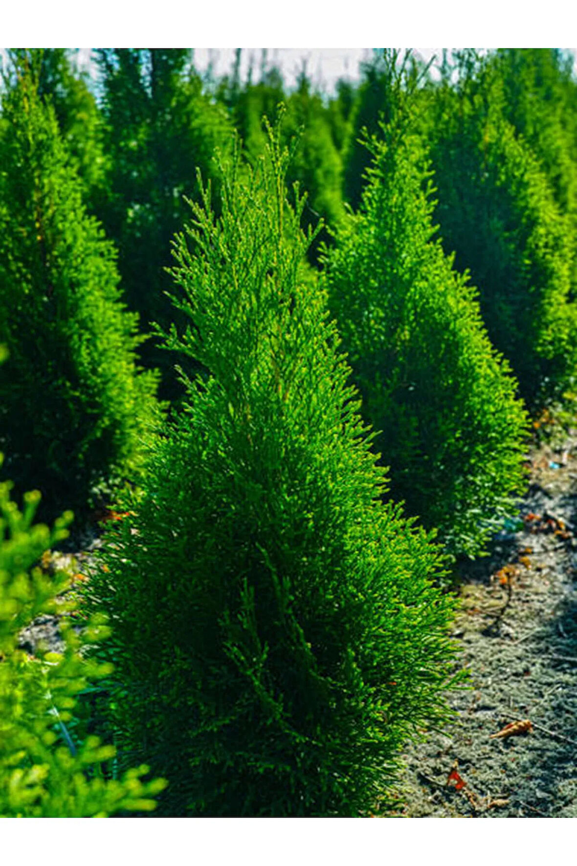 Videolu Limon Çamı Limoni Servi (70 80 CM)1 Adet Saksılı Dış Mekan Bitkisi Cupressus Macrocarpa