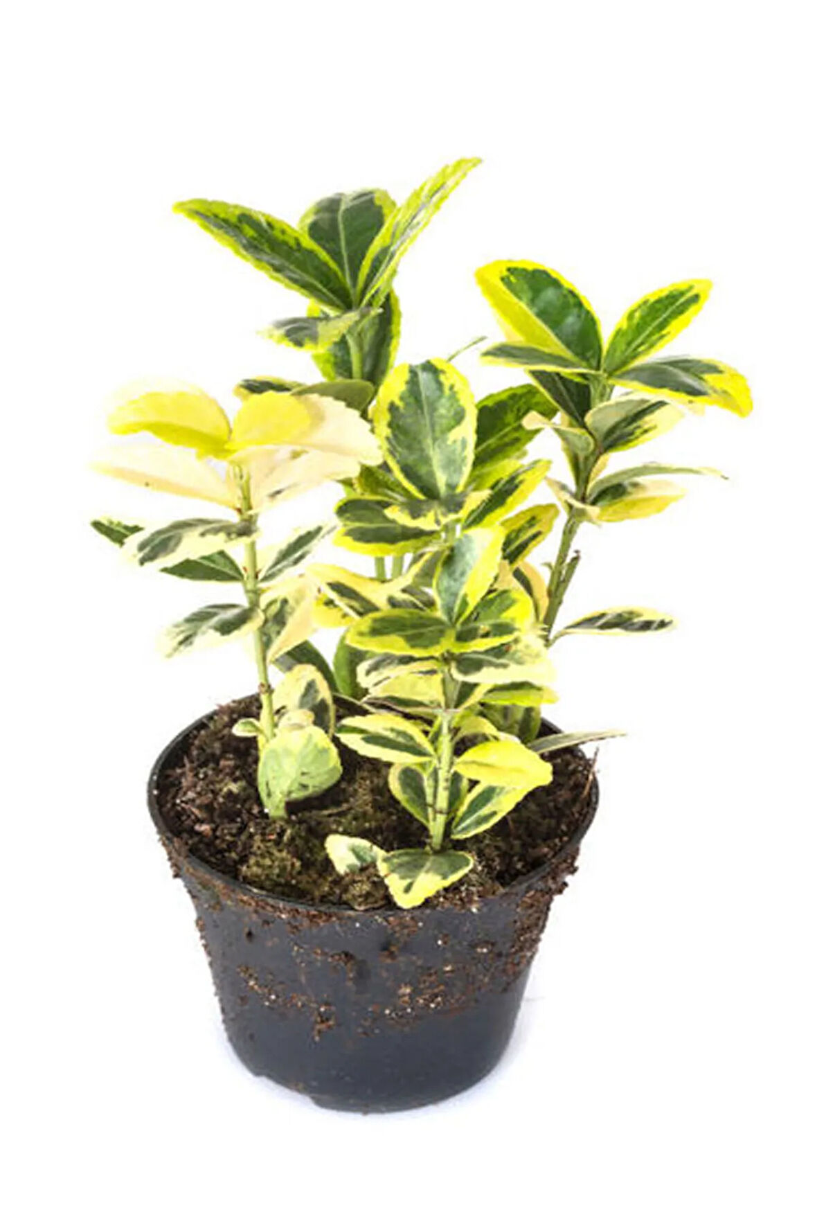 Videolu Altuni Gold Taflan Doğal Çit (25 45 CM)1 Adet Saksılı Dış Mekan Bitkisi Euonymus Japonicus