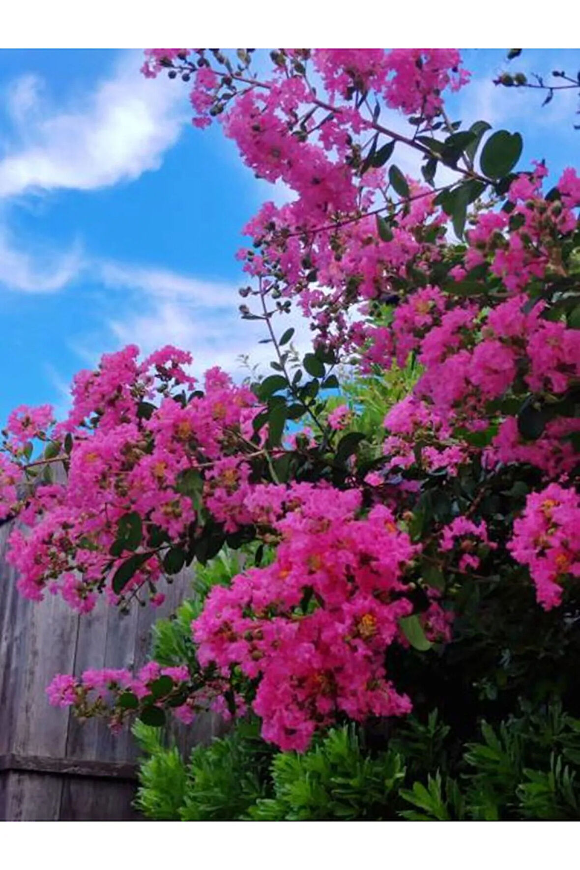 Videolu Pembe Çiçekli Oya Ağacı Fıdanı (30 60 CM)1 Adet Saksılı Dış Meka Lagerstroemia Indica