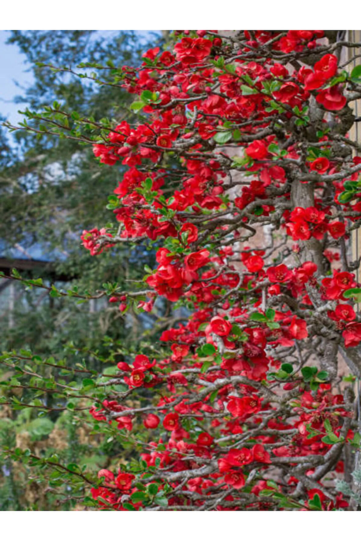 Videolu Japon Ayvası Bitkisi Fidanı (35 75 CM)1 Adet Tüplü Dış Mekan Ağaç Japanese Quince