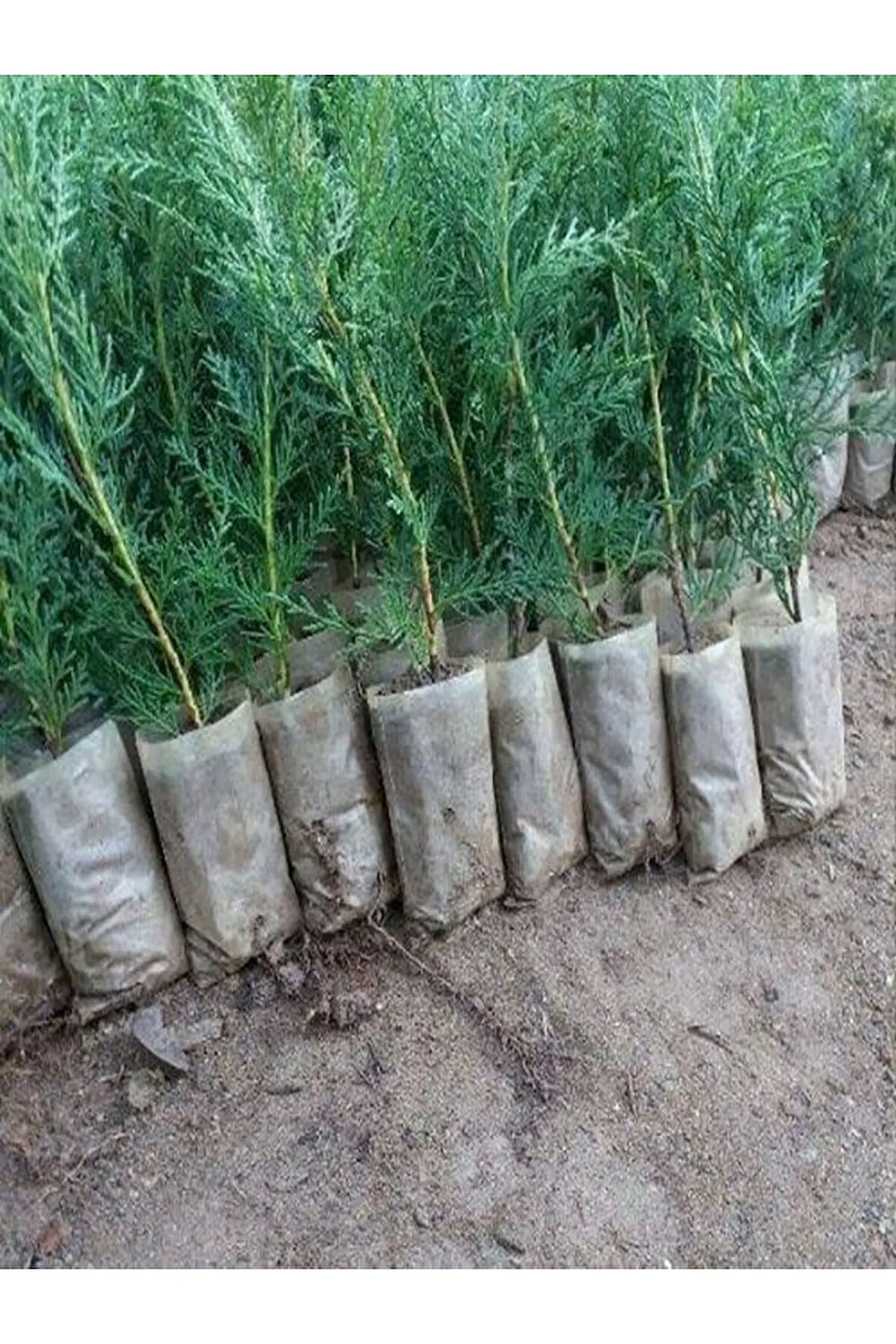 Videolu Leylandi Çit Bitkisi (10 30CM) 5 Adet Saksılı/tüplü Dış Mekan Ağaç Cupressocyparis Leylandii