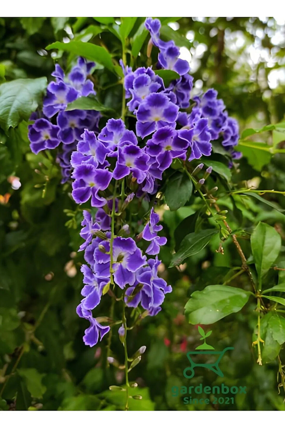 Duranta Erecta Ağaç Menekşesi 1 Adet Saksılı Dış Mekan Ağaç Bitkisi