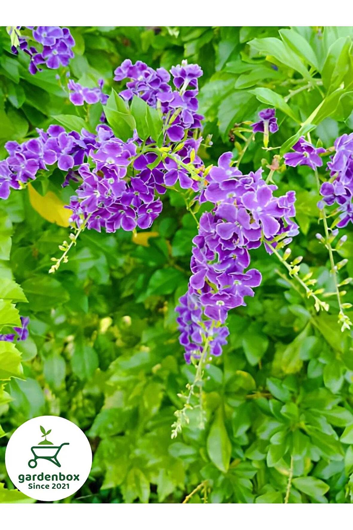 Mor Ağaç Menekşesi Duranda 1 Adet Saksılı 40-60 cm Duranta Erecta