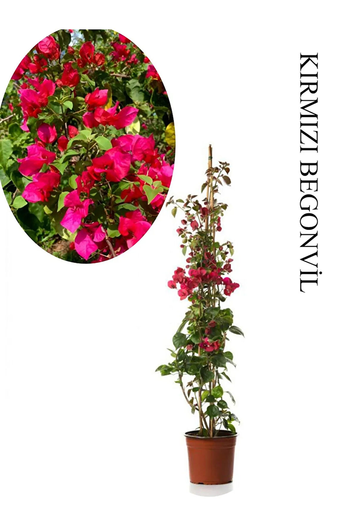 Kırmızı Begonvil 1 ADET Saksılı Sarmaşık Begonvil 40-60cm Bahçe Bitkisi