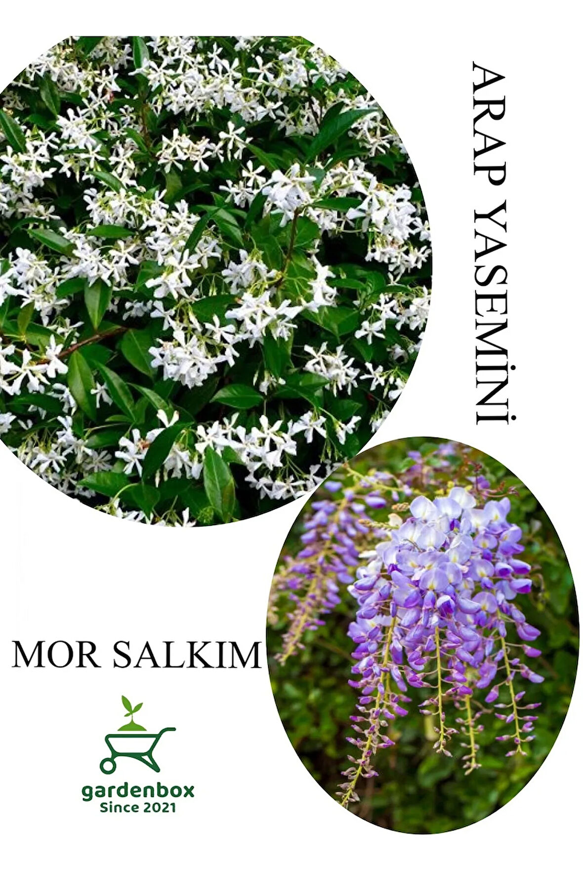 Arap Yasemini Çiçeği 1ADET Saksılı 30-50cm+Mor Salkım Fidanı 30-60cm Kokulu Bahçe Seti