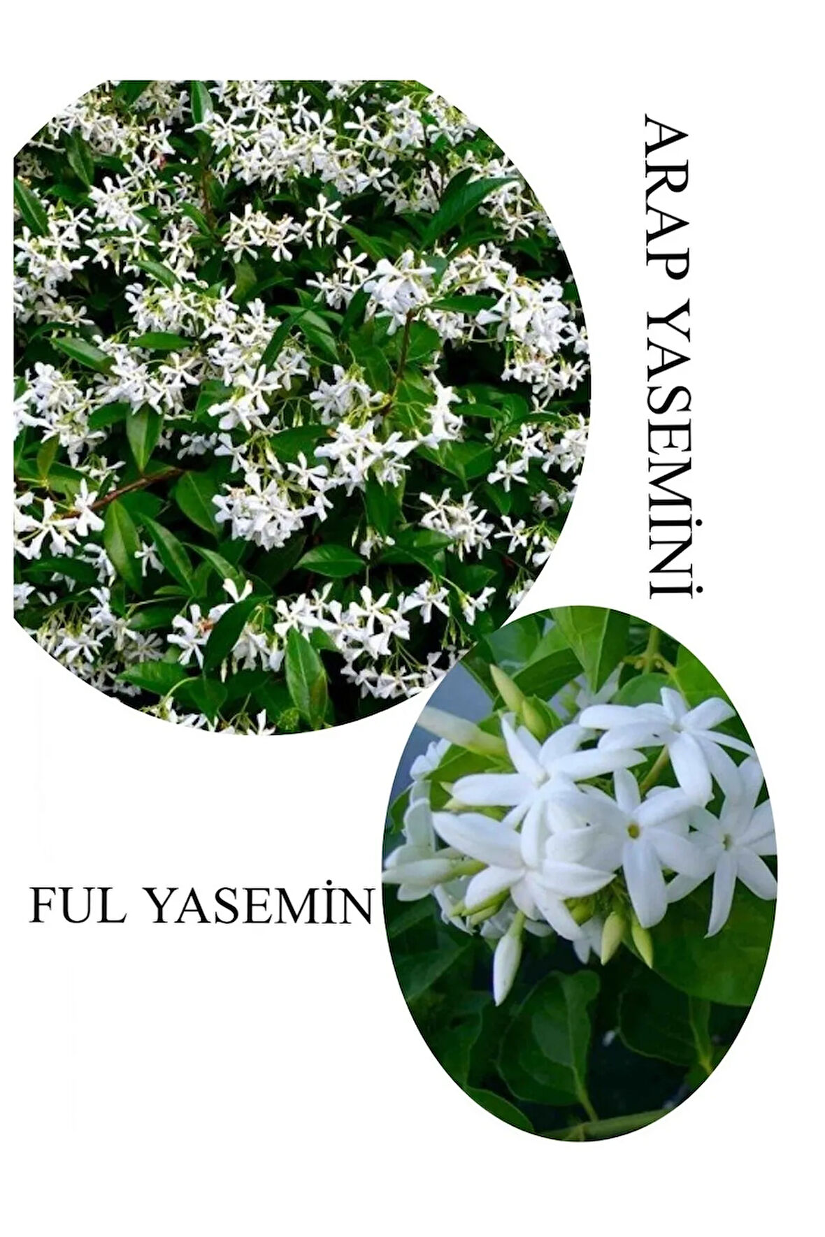Arap Yasemini Çiçeği 1ADET Saksılı 30-50cm+Ful Yasemin 30-60cm Kokulu Bahçe Seti