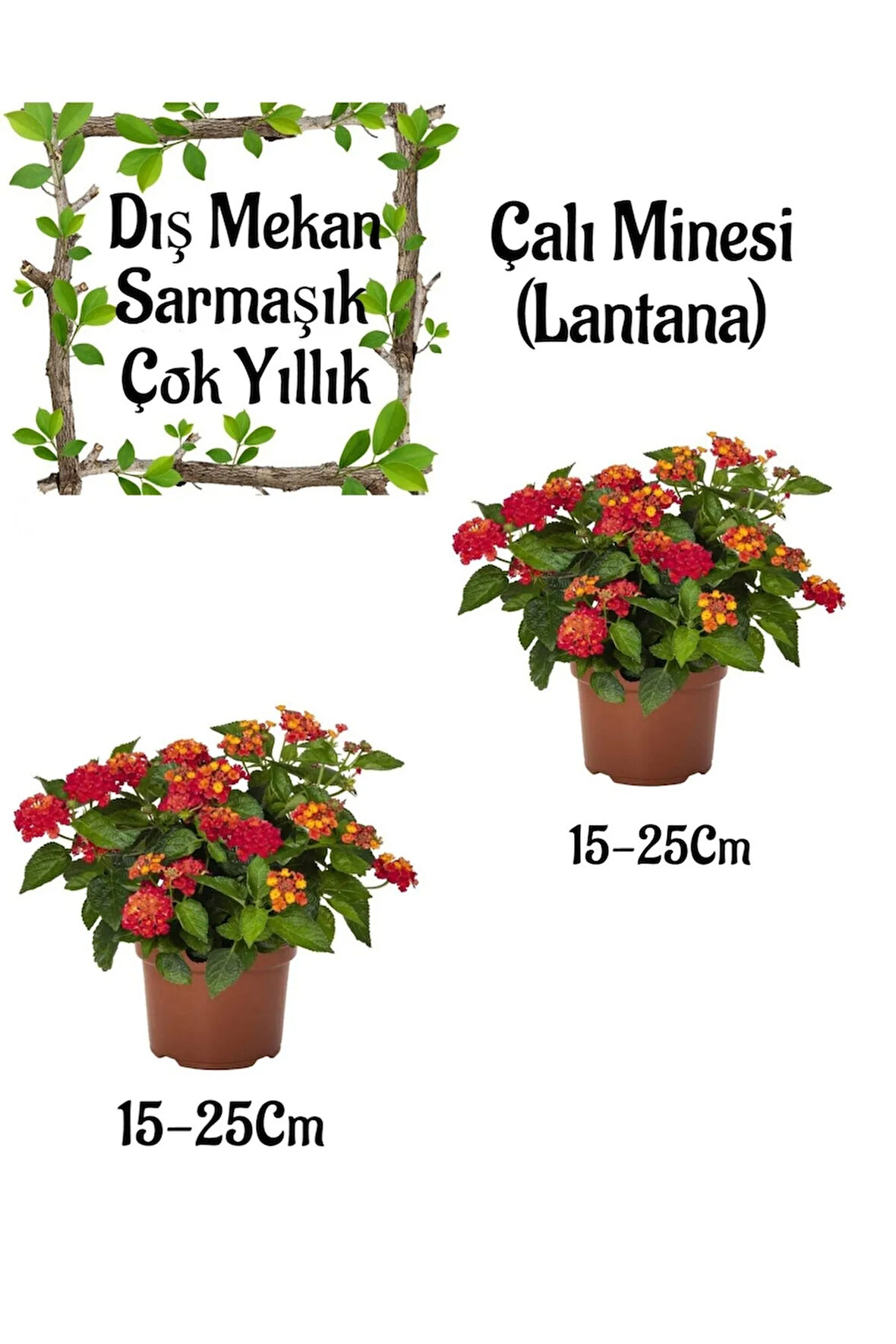 Sarı-Kırmızı Çalı Minesi 2 ADET Saksılı Bahçe Seti