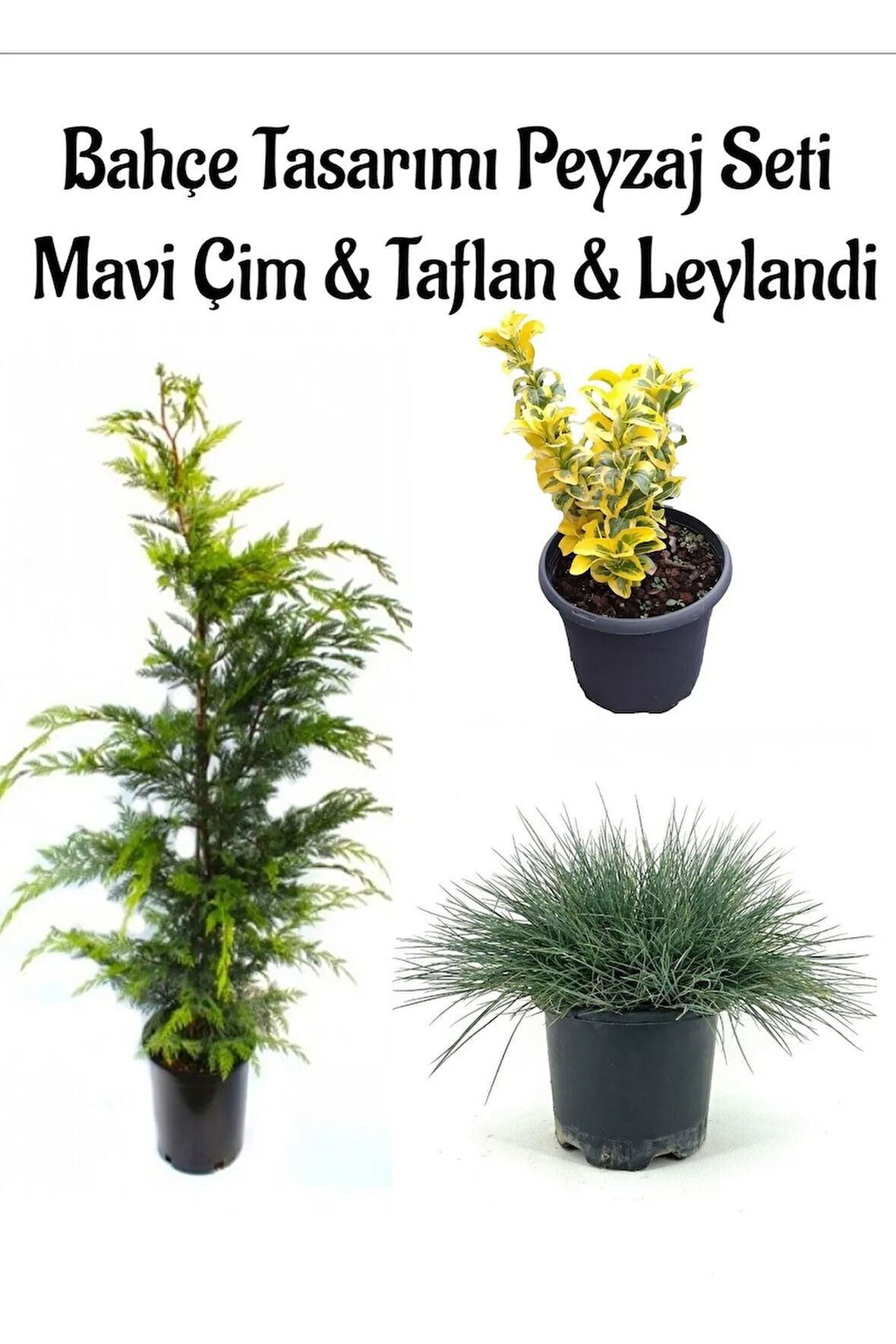 Mavi Çim 1 ADET Saksılı (10-20cm)+Altuni Taflan(20-40cm)+Leylandi Çam 1ADET Bahçe seti
