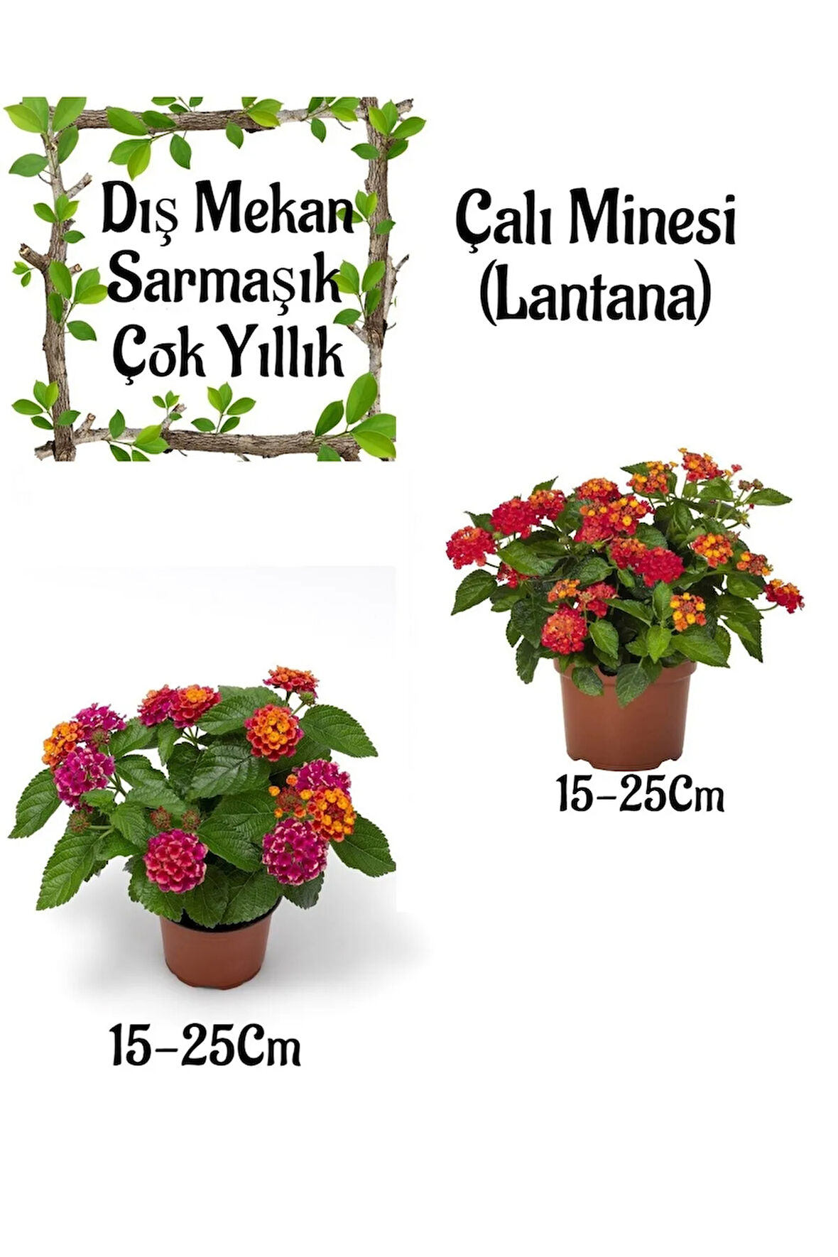 Sarı-Kırmızı Çalı Minesi 1 ADET+ Fuşya Sarı Çalı Minesi 1 ADET Saksılı Bahçe Seti