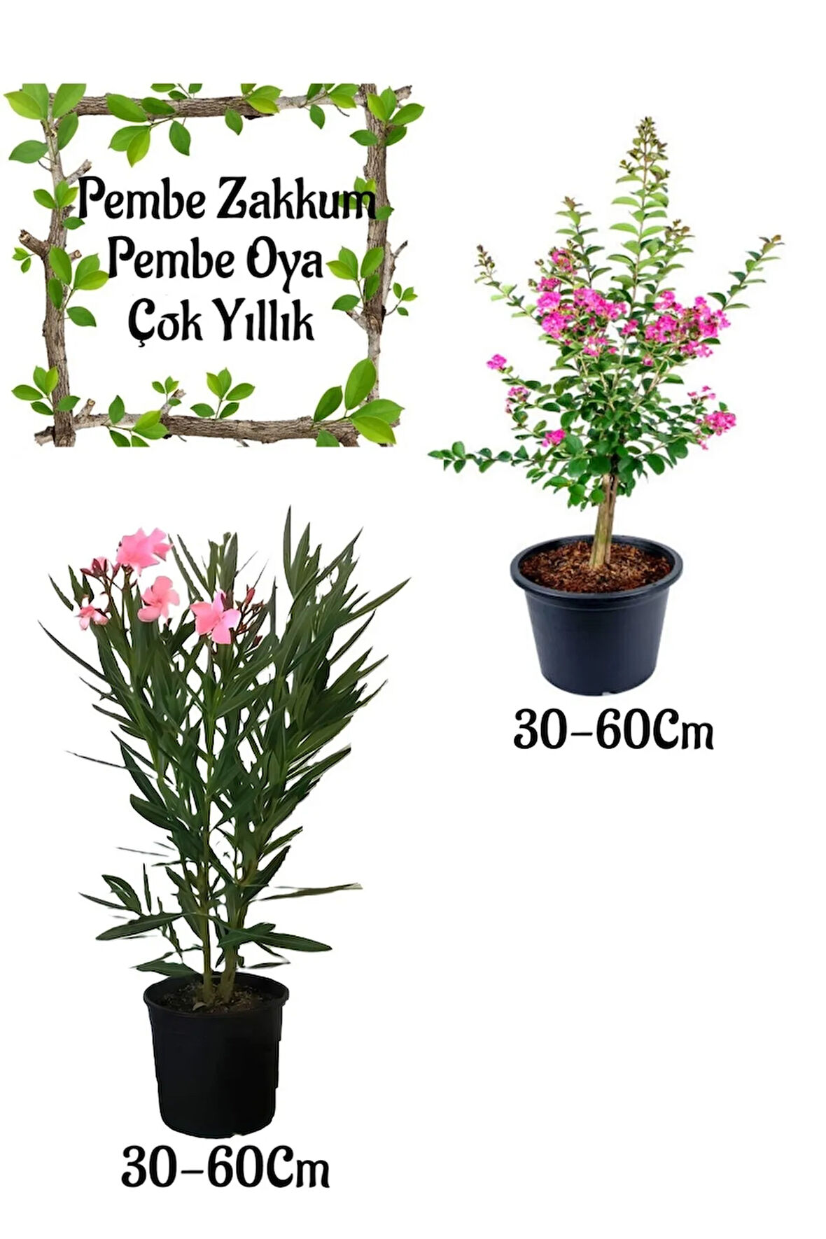 Pembe Zakkum Çiçeği 1 ADET+ Pembe Oya Ağacı 1 ADET Saksılı Bahçe Seti
