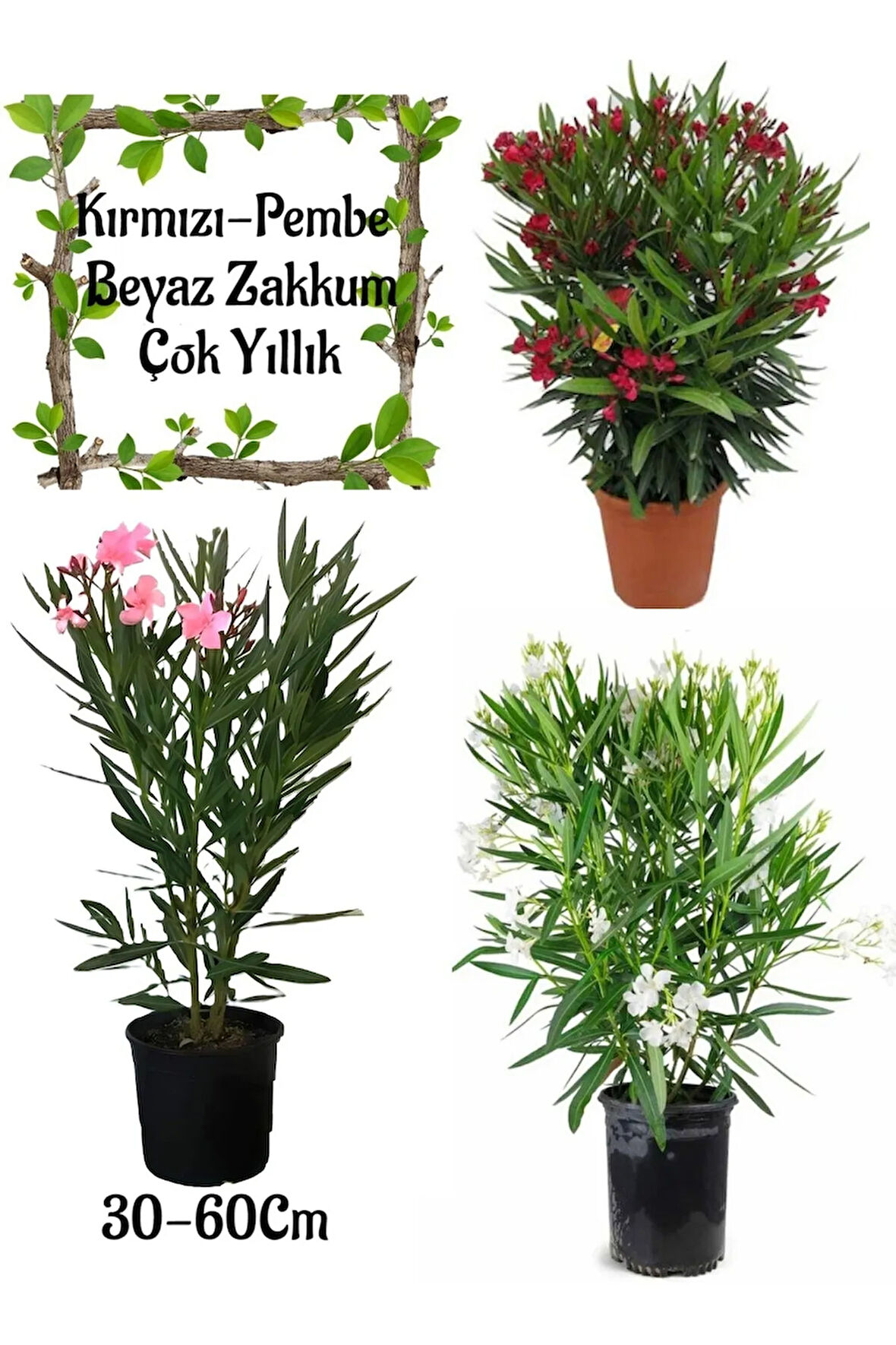 Kırmızı Zakkum+Pembe Zakkum+Beyaz Zakkum 3 ADET Saksılı Bahçe Çiçeği