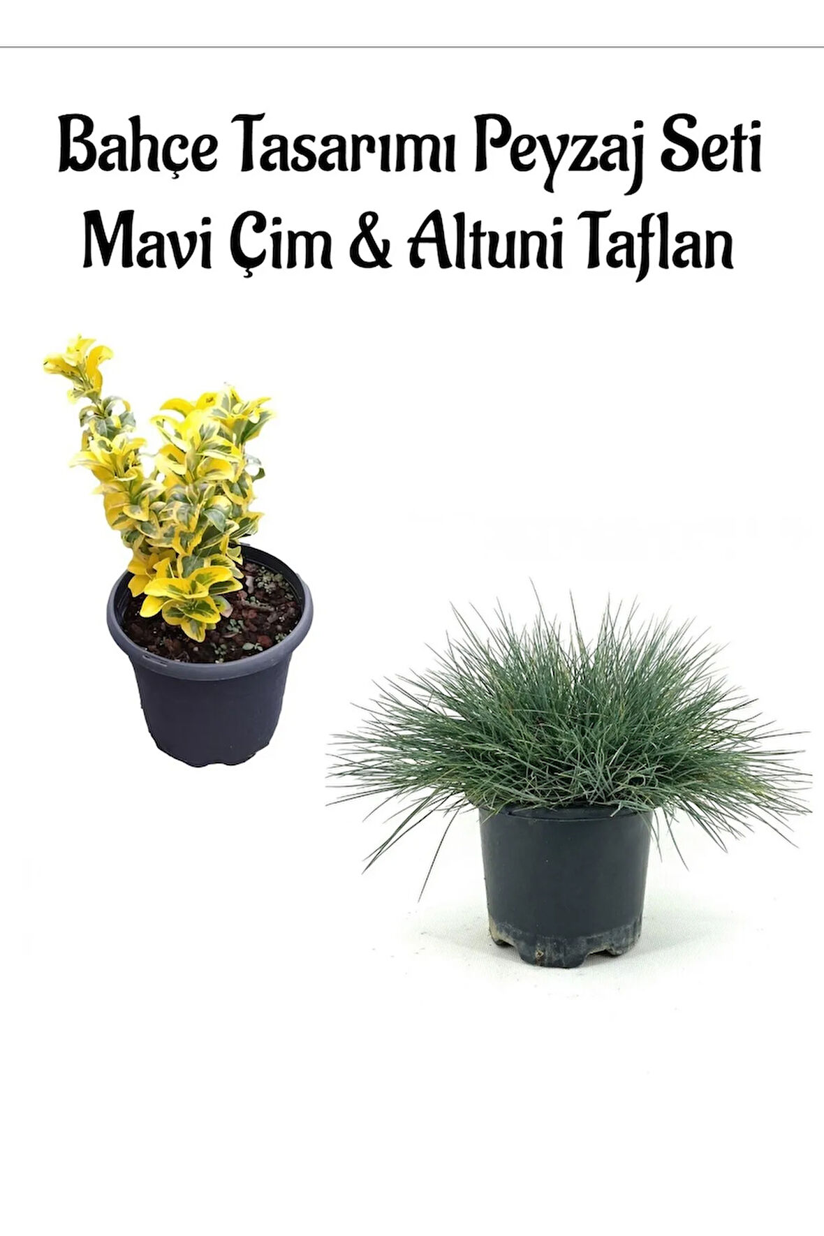 Mavi Çim 1 ADET Saksılı (10-20cm)+Altuni Taflan(20-40cm) 1 ADET Bahçe seti