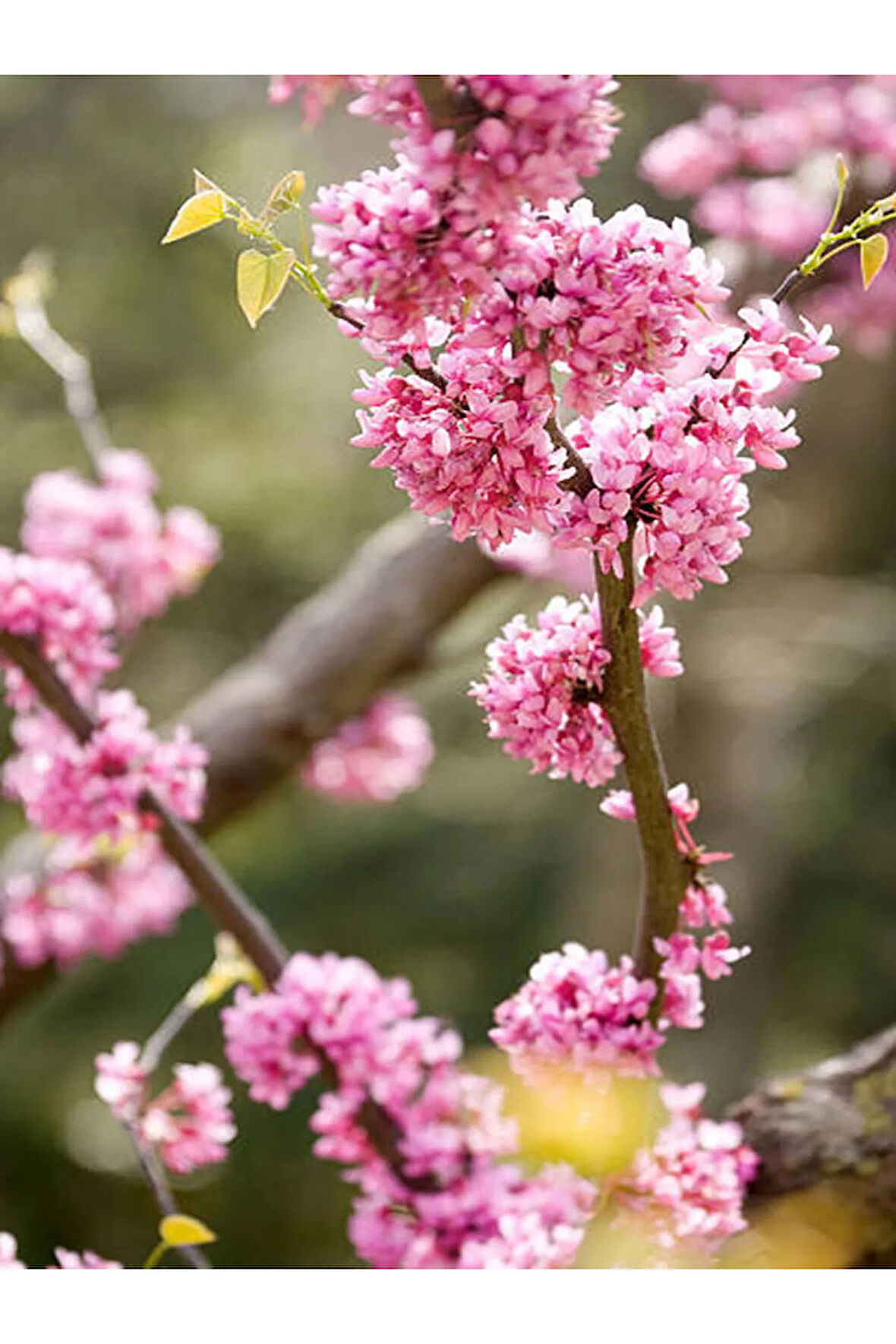 Pembe Erguvan Ağacı Fidanı 1 ADET Saksılı/Tüplü 50-70Cm( PİNK CERCİS)