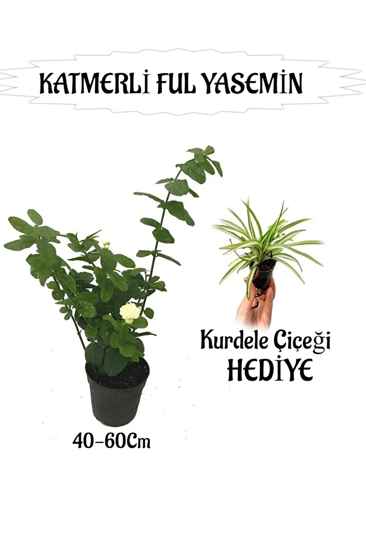 Mis Kokulu Katmerli Ful Yasemin 1 ADET+Kurdele Çiçeği HEDİYELİ