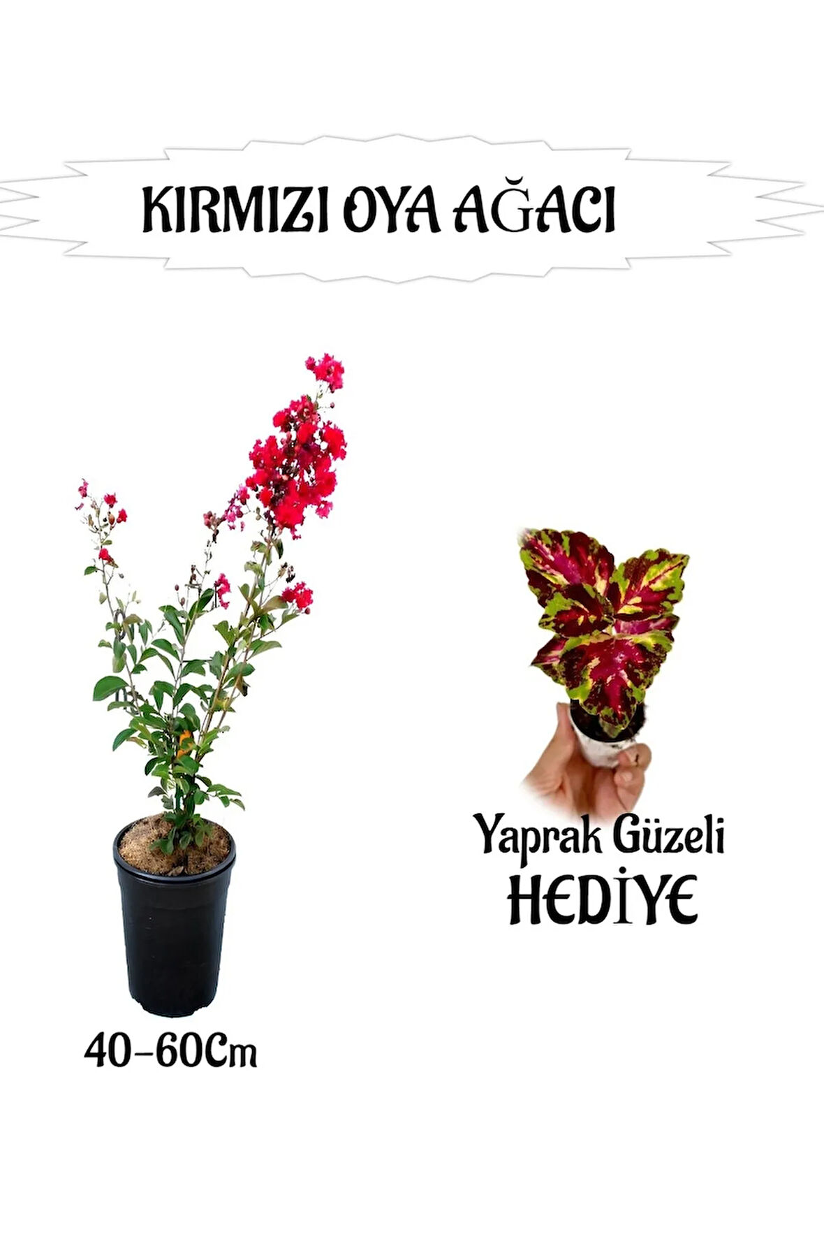 Kırmızı Oya Ağacı Fidanı 1 ADET Saksılı+Yaprak Güzeli HEDİYELİ Bahçe Bitkisi