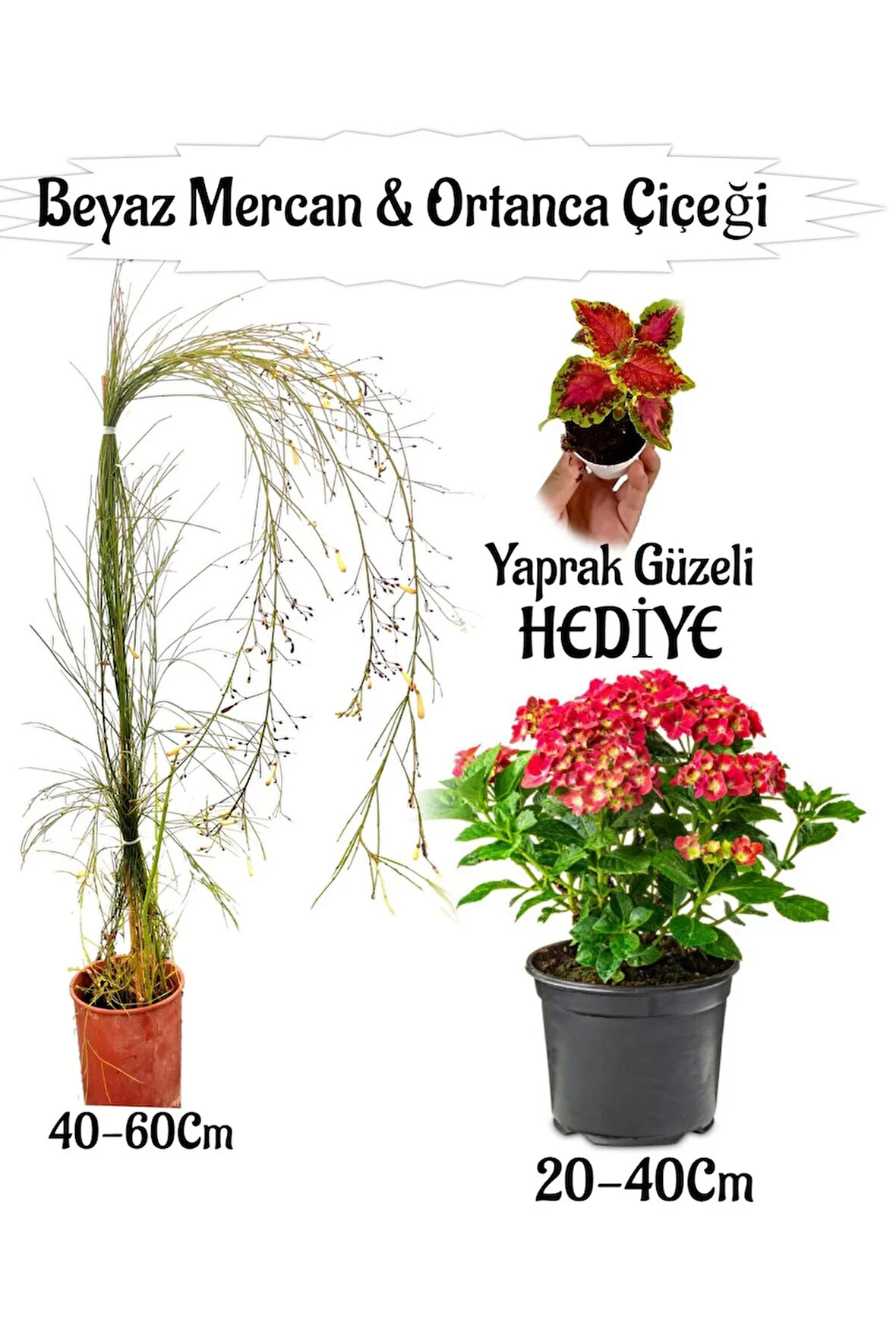 Beyaz Mercan Çiçeği 1 ADET+Kırmızı Ortan Çiçeği 1 ADET Sakıslı+Yaprak Güzeli Hediye