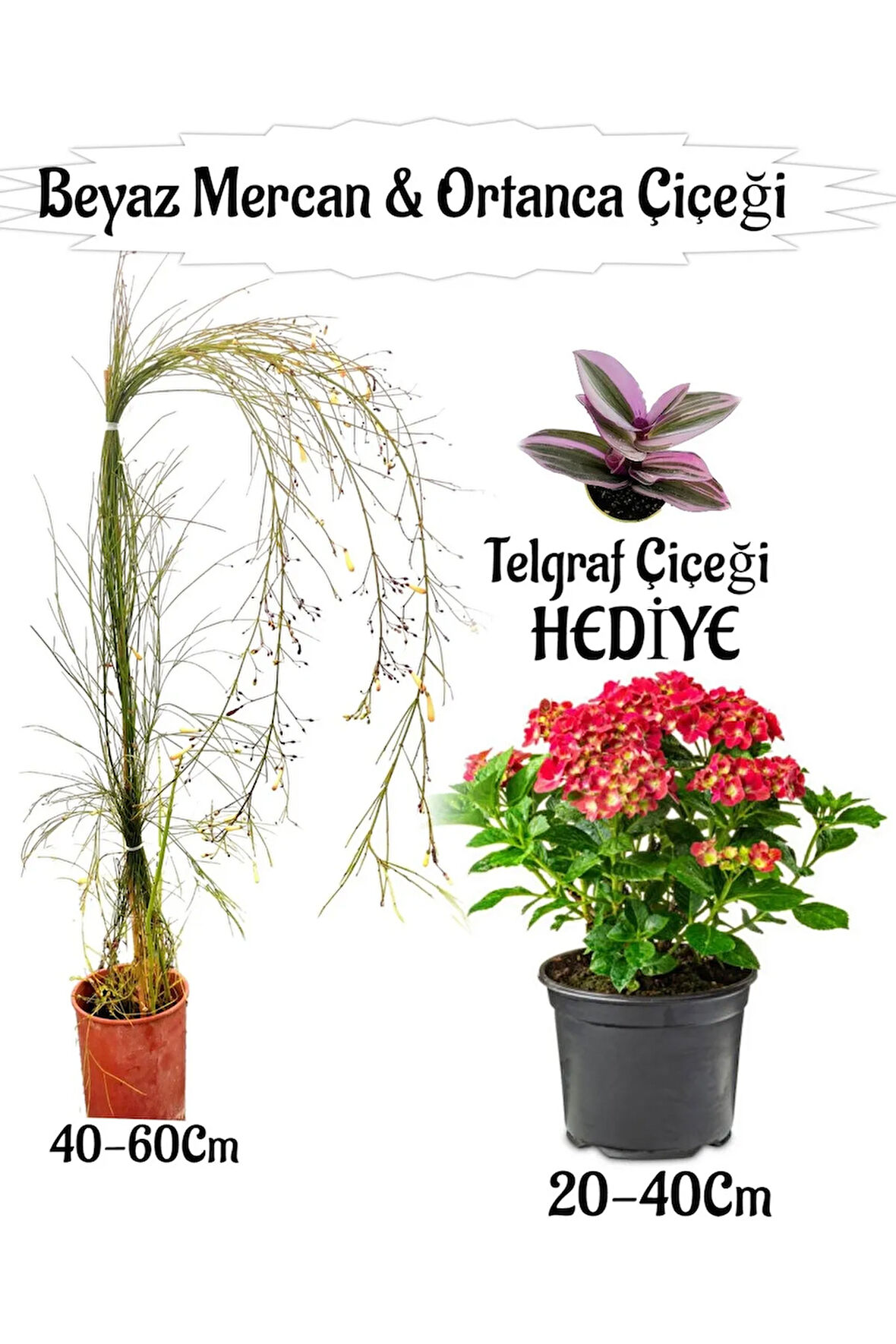 Beyaz Mercan Çiçeği 1 ADET+Kırmızı Ortan Çiçeği 1 ADET Sakıslı+Telgraf Çiçeği Hediye