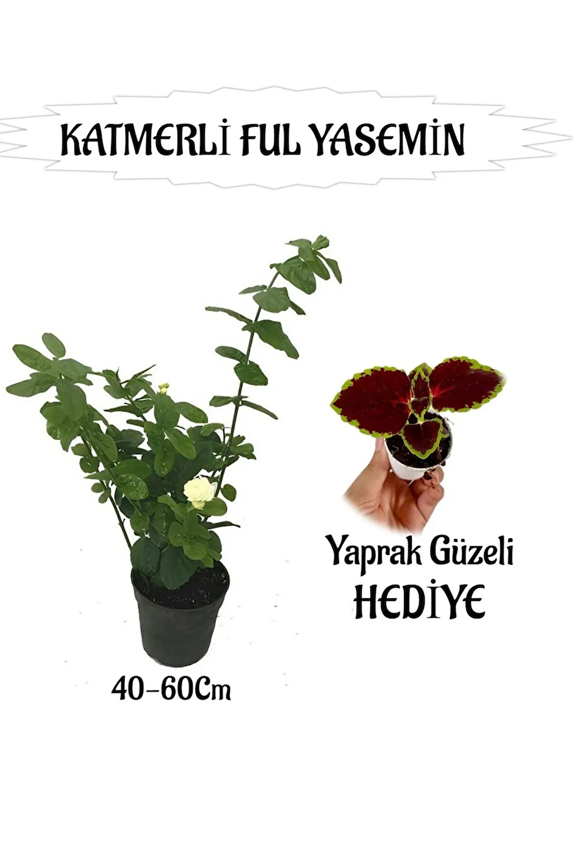 Mis Kokulu Katmerli Ful Yasemin 1 ADET+Yaprak Güzeli HEDİYELİ