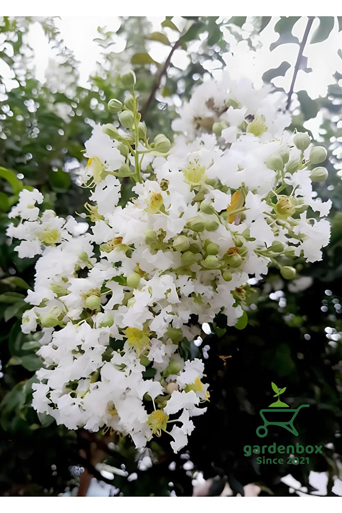 Beyaz Oya Ağacı Çiçeği Fidanı Saksılı 1 ADET 30-60Cm Bahçe Peyzaj Bitkisi