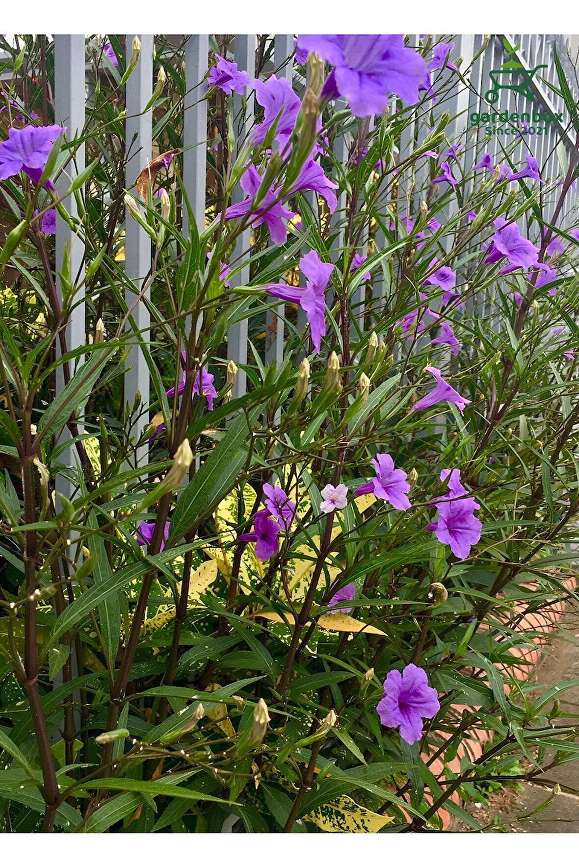 Purple Ruellia Flower-Meksika Petunyası Saksılı 1 ADET 30-50Cm