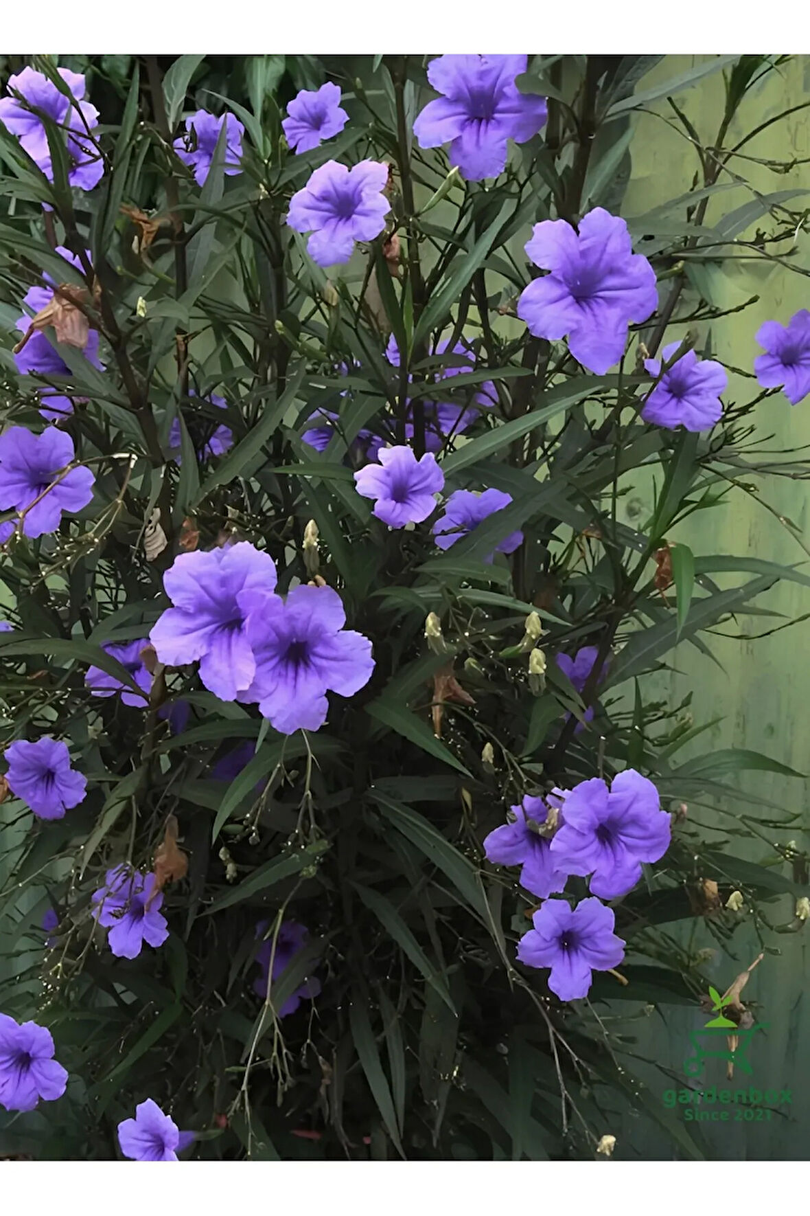 Meksika Petunyası-Ruelya Saksılı 1 ADET 30-50Cm Purple Ruellia Flower