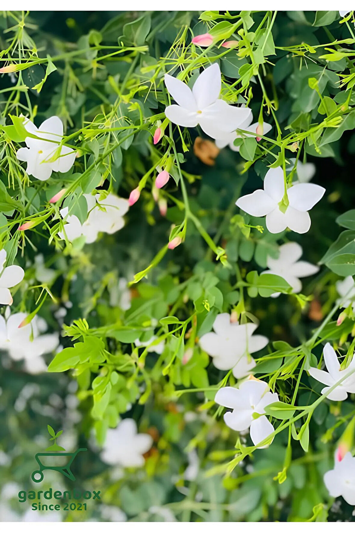 Kokulu Çin Yasemini Çiçeği 1 Adet Saksılı (30-60Cm) (Jasminum)