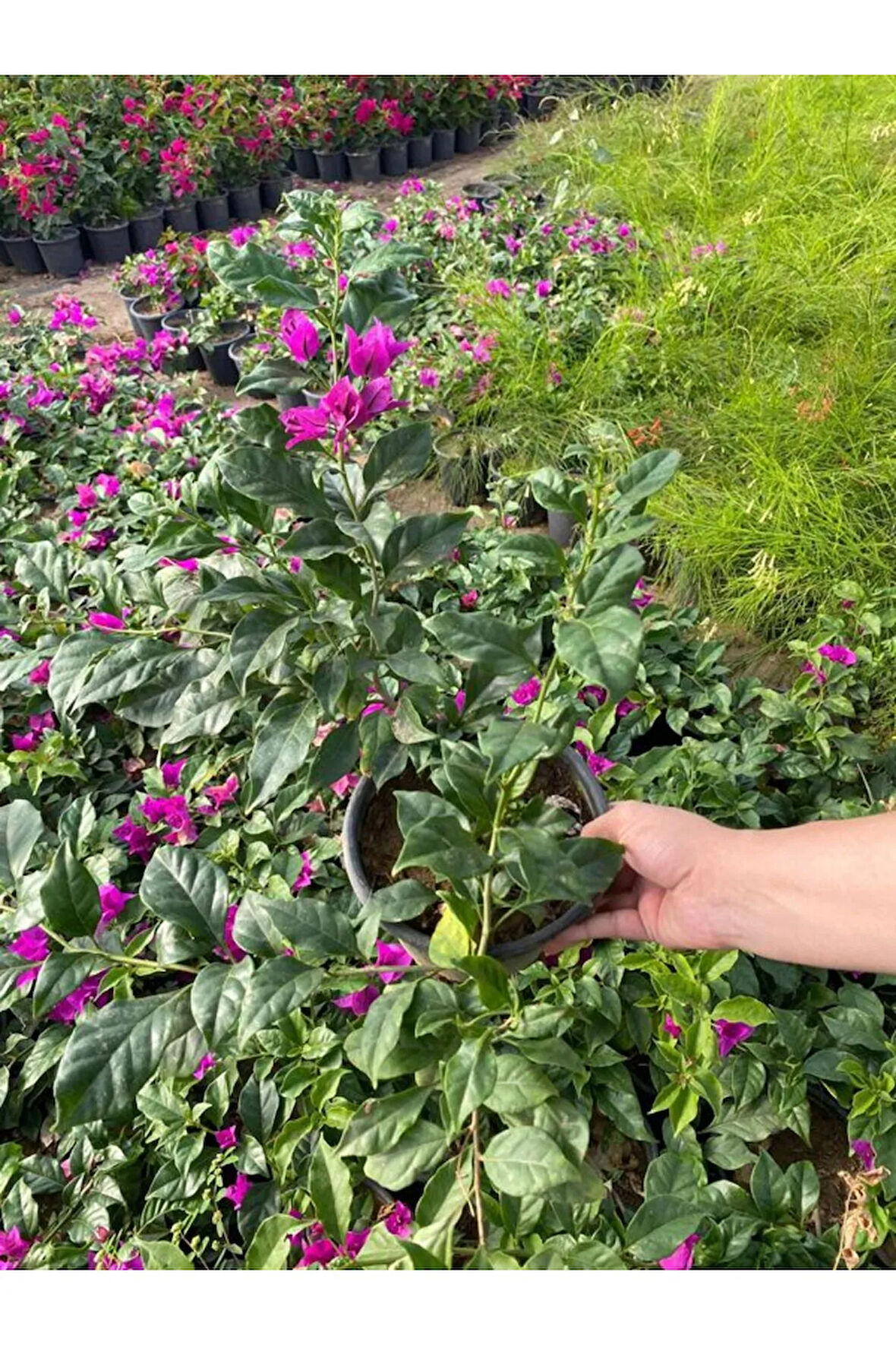 Canlı Dolgun Formlu Mor Renk Begonvil Çiçeği 40-60cm (Purple Bougainvillea)