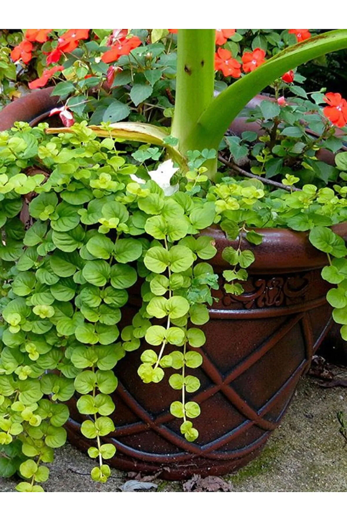 Altın Kolye Çiçeği 1 Adet Sarı Çiçekli 30-40Cm (Lysimachia Nummulari)
