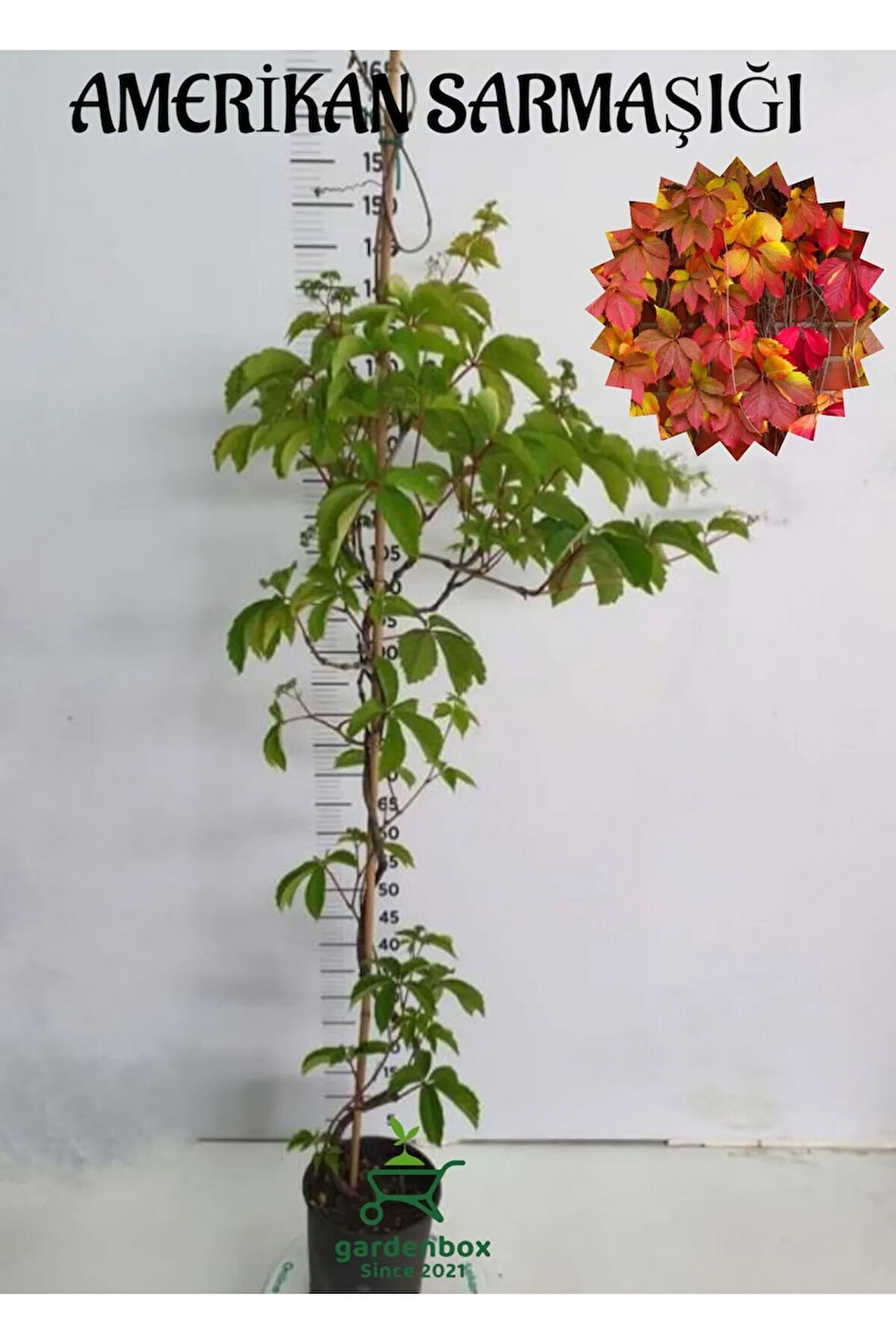Amerikan Sarmaşığı (Parthenocissus quinquefolia) Saksılı/Tüplü 45/65Cm