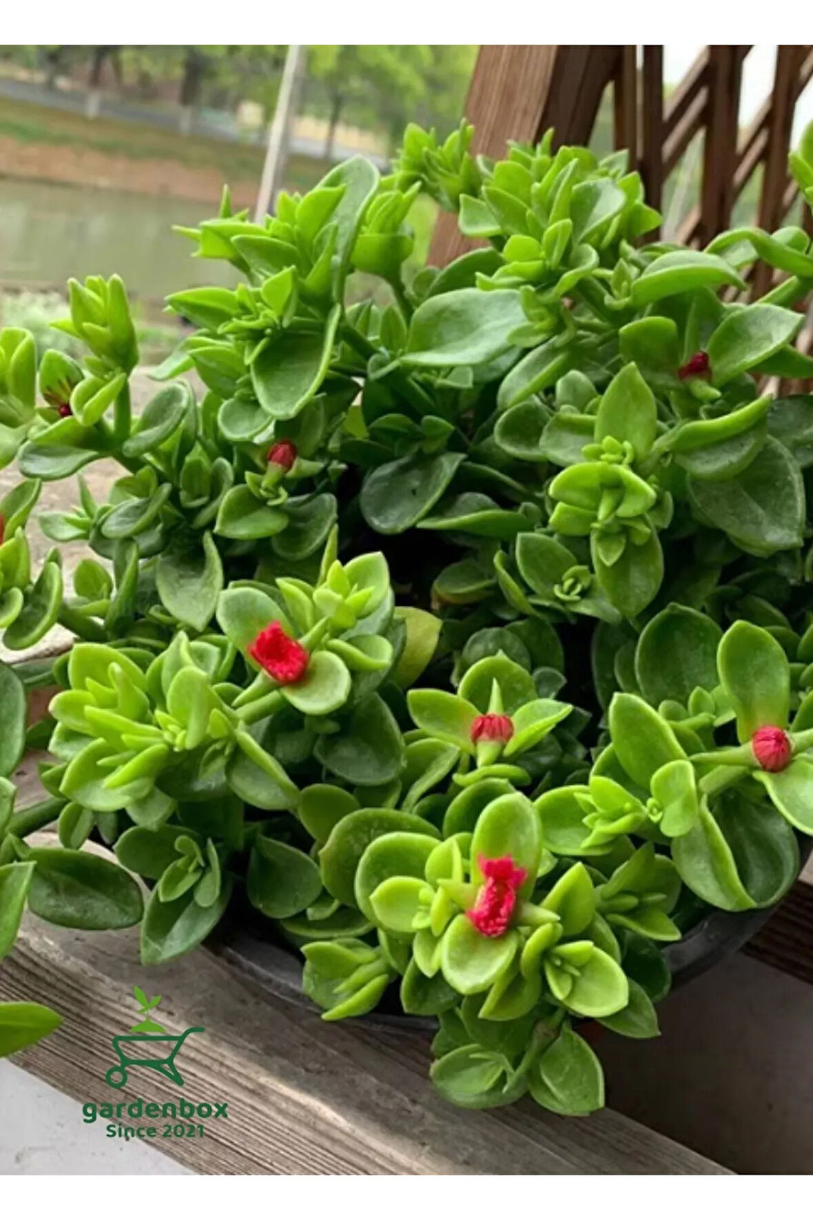 Pink Delosperma Buz Çiçeği 10 ADET Tüplü 10-20Cm