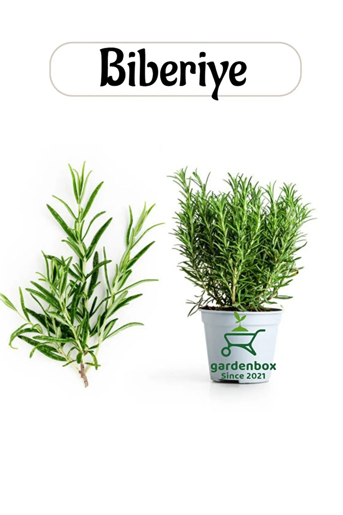 Aromatik Bitki Biberiye Fidesi 1 Adet Saksılı 20-30Cm (Salvia rosmarinus)