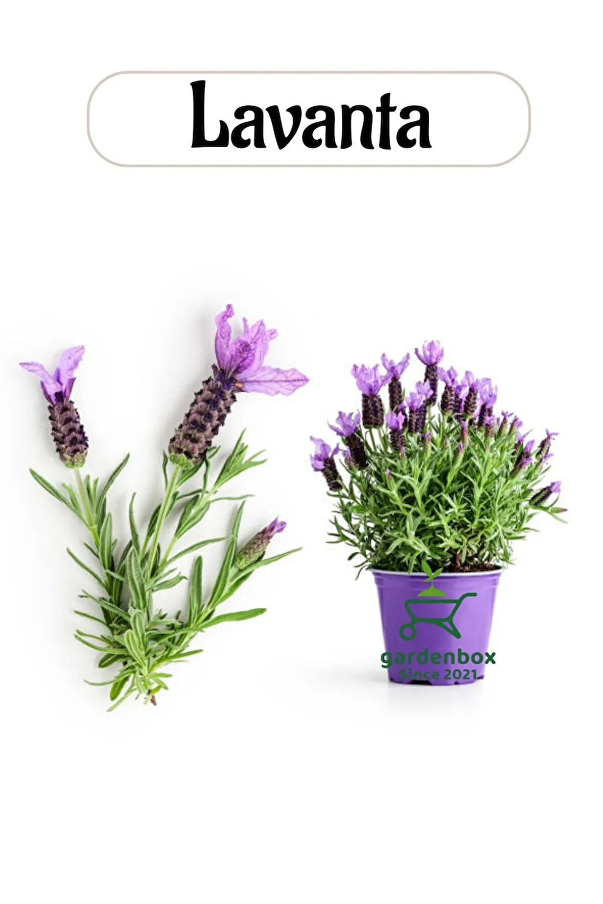 Aromatik Bitki Lavanta Fidesi 1 Adet Saksılı 20-30Cm (LAVANDER)